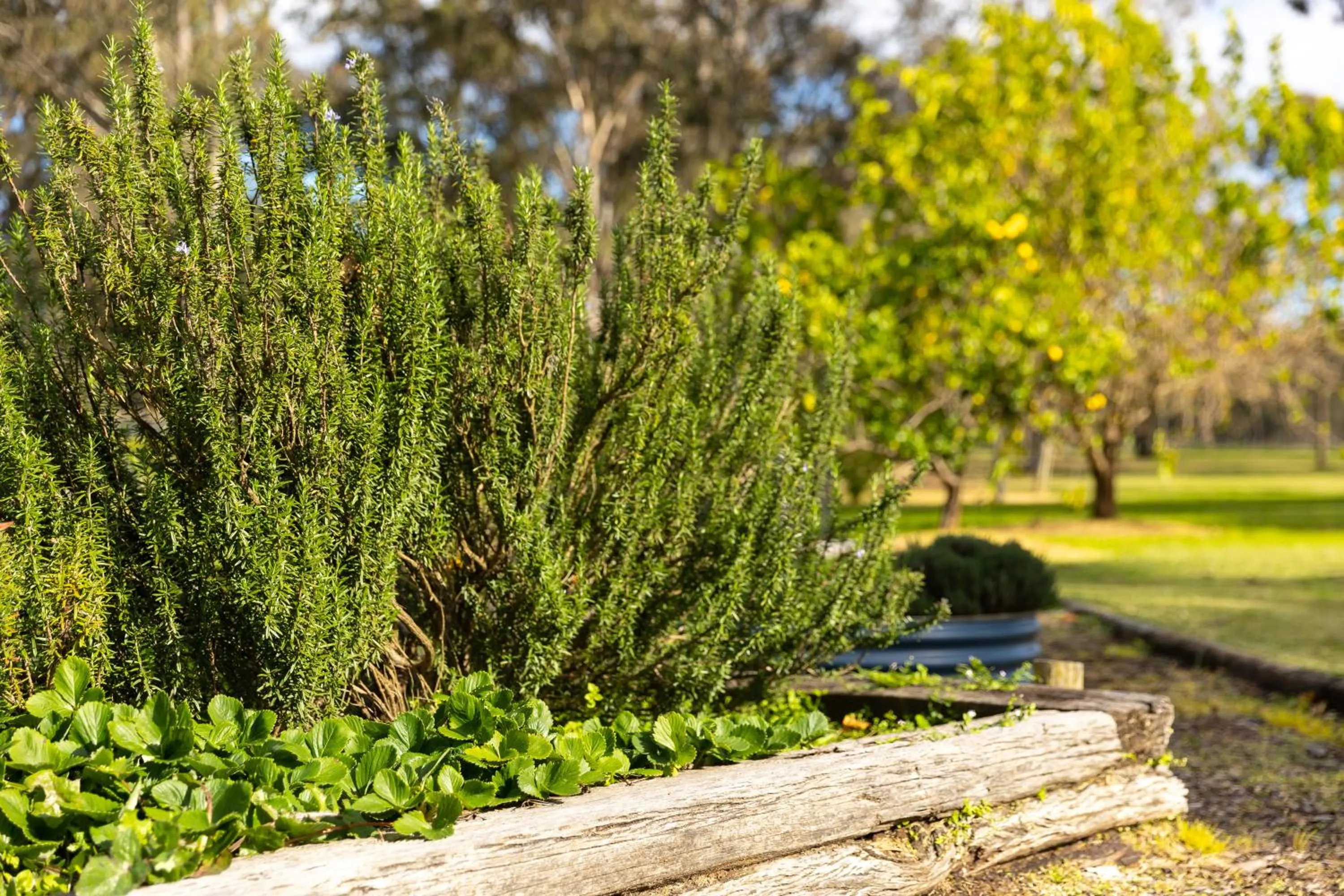 Garden in The Grange On Hermitage
