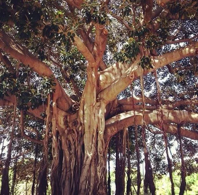 Natural landscape in Casa mia