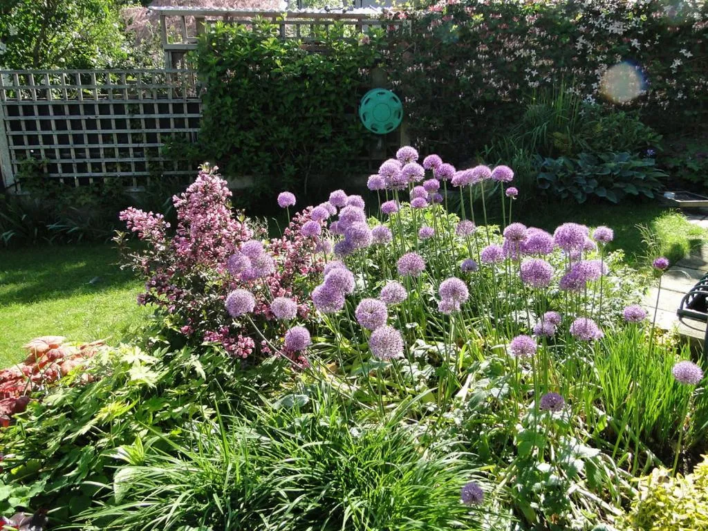 Garden in 118 Shepherds Lane