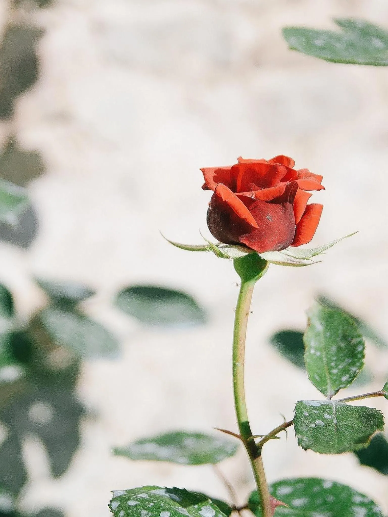Garden in Rovezzano B&B