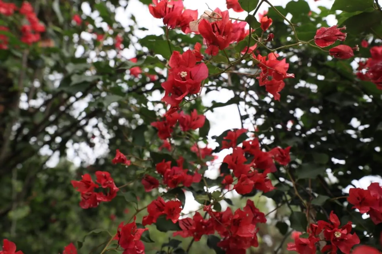 Property building in 7 Pines Kasauli