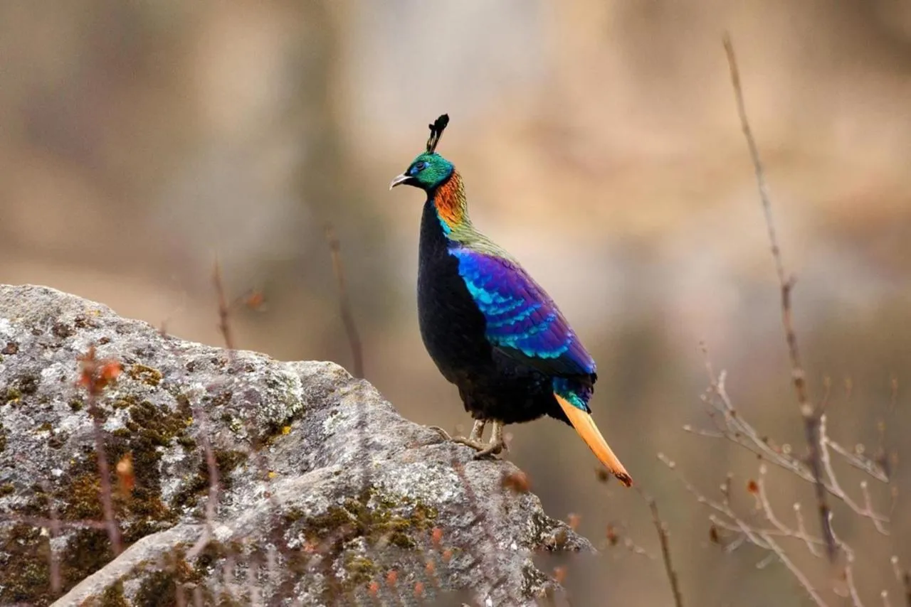 Property building in 7 Pines Kasauli