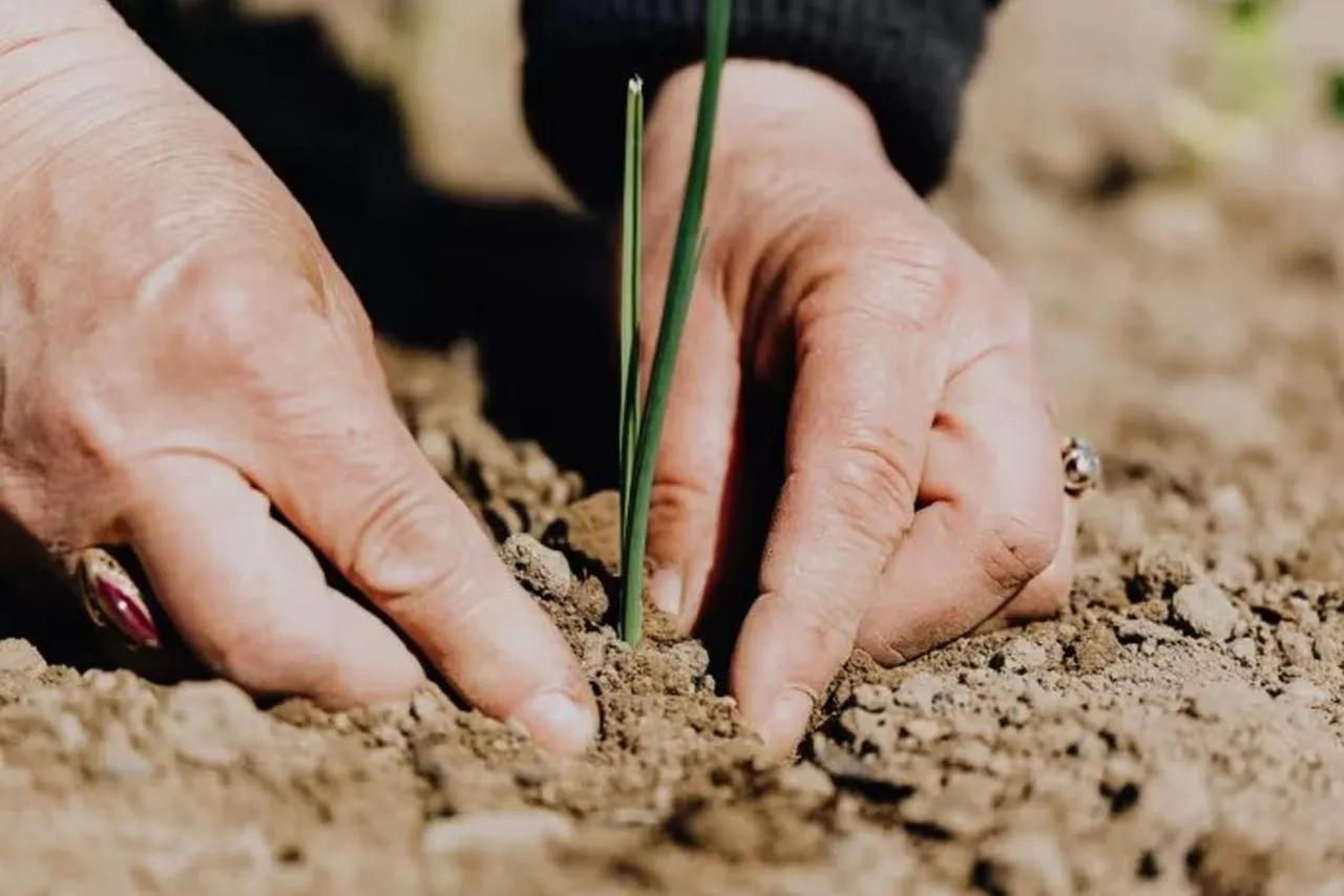 Property building in 7 Pines Kasauli