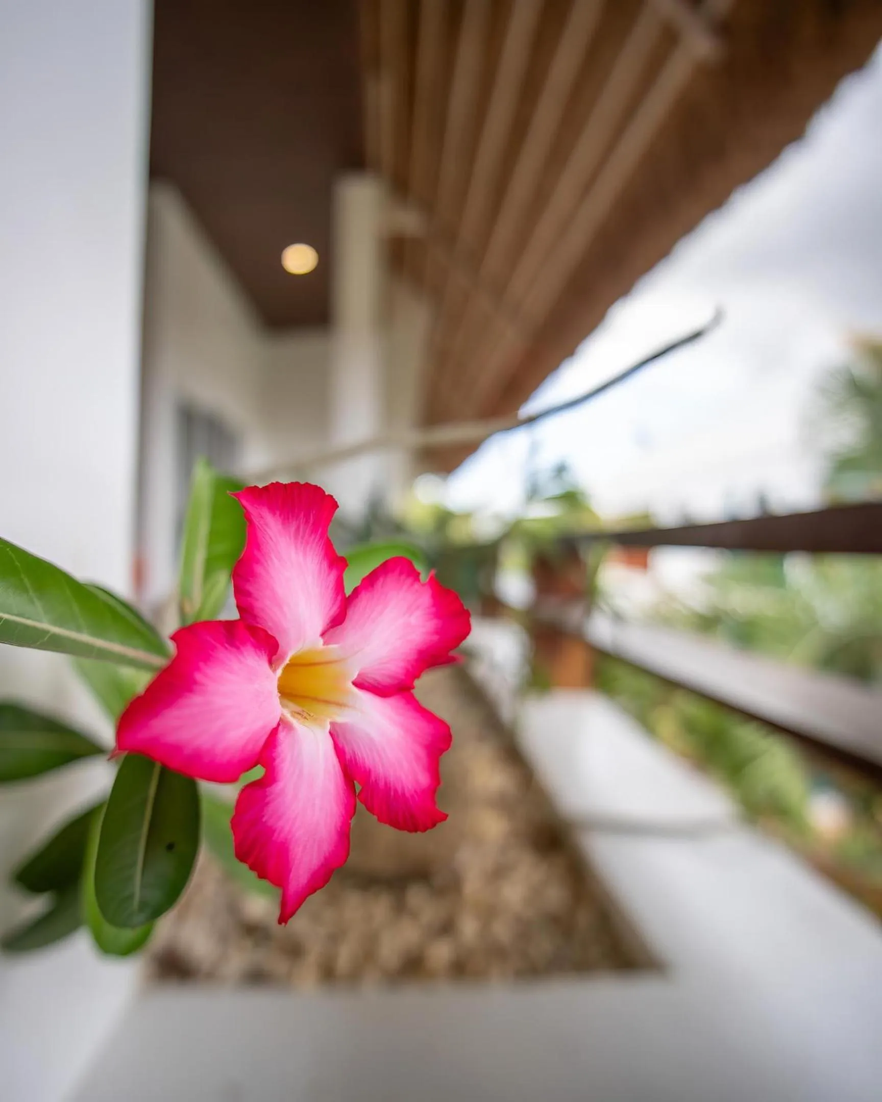 Balcony/Terrace in Amihan Resort