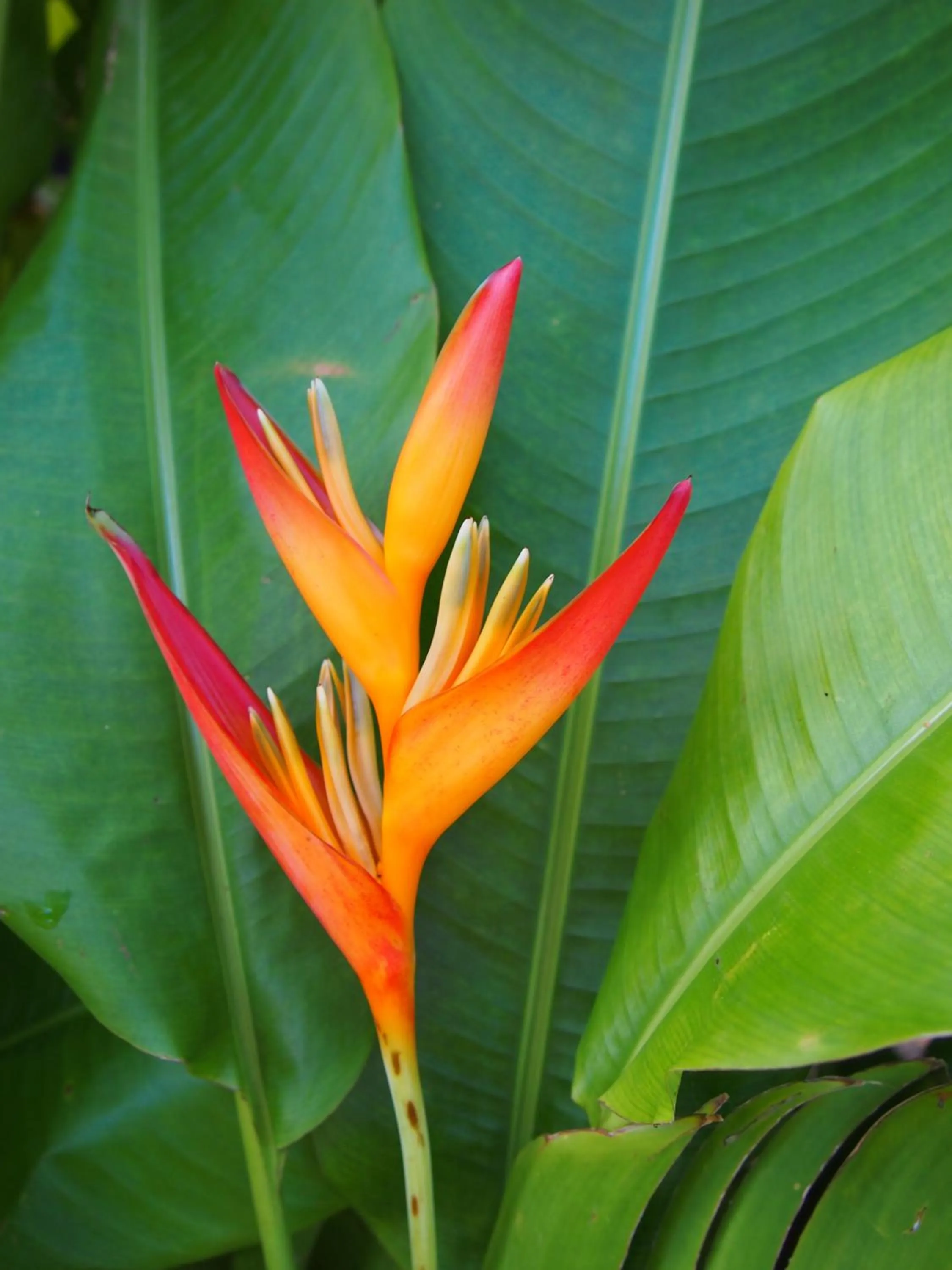 Decorative detail in Hotel Kaveka