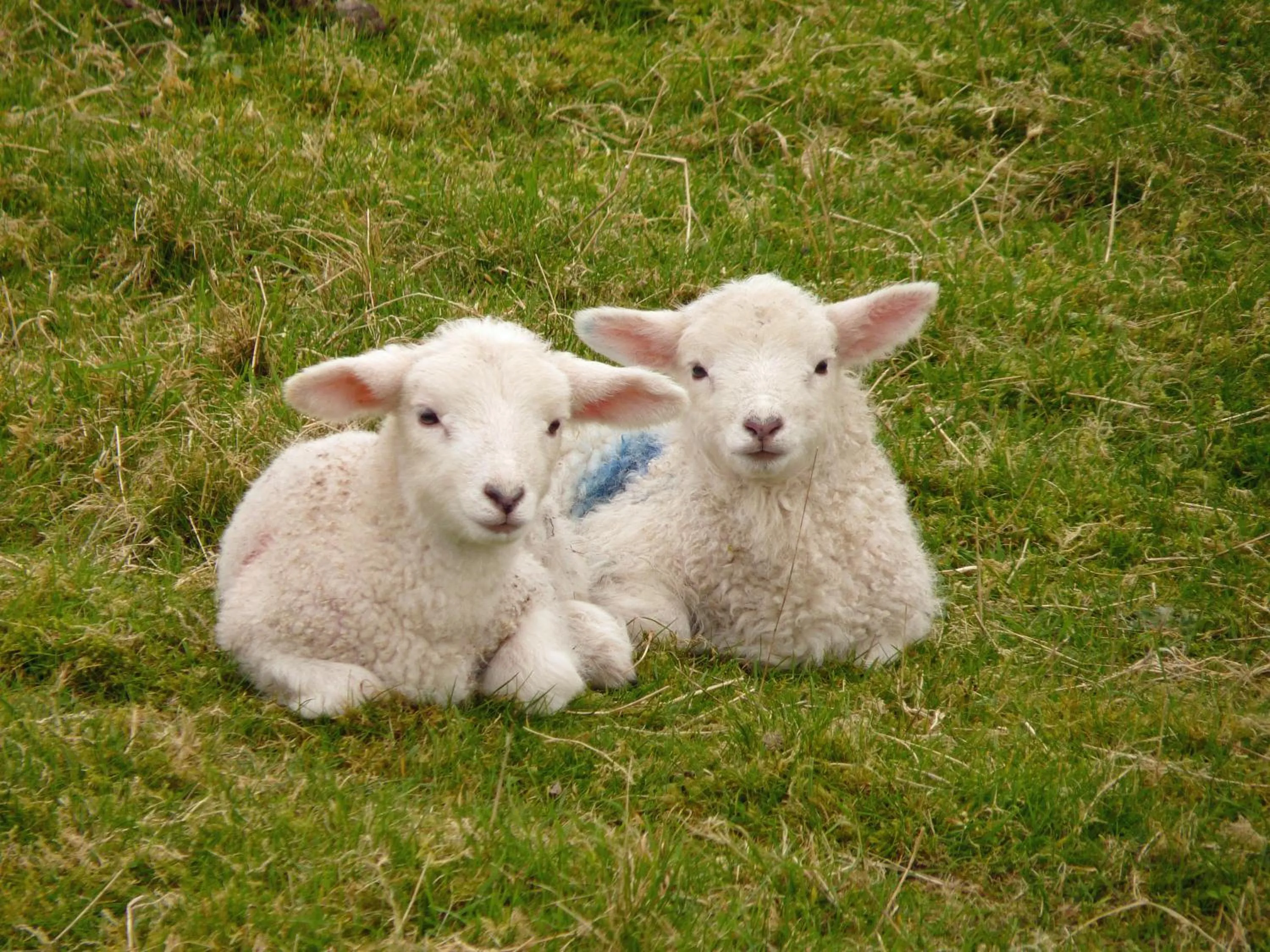 Animals in Waterfront Rest B&B