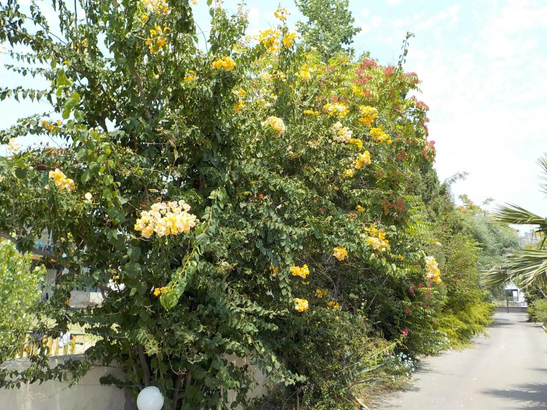 Garden in Mandorla Apartments