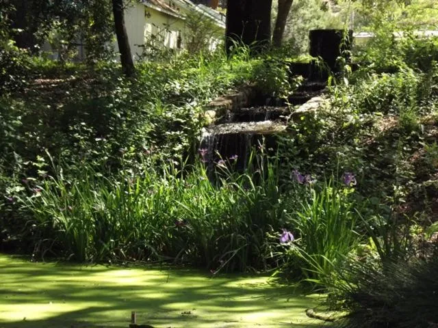 View (from property/room) in Backyard Garden Oasis