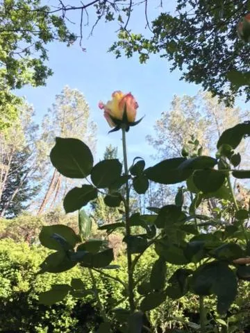 View (from property/room) in Backyard Garden Oasis