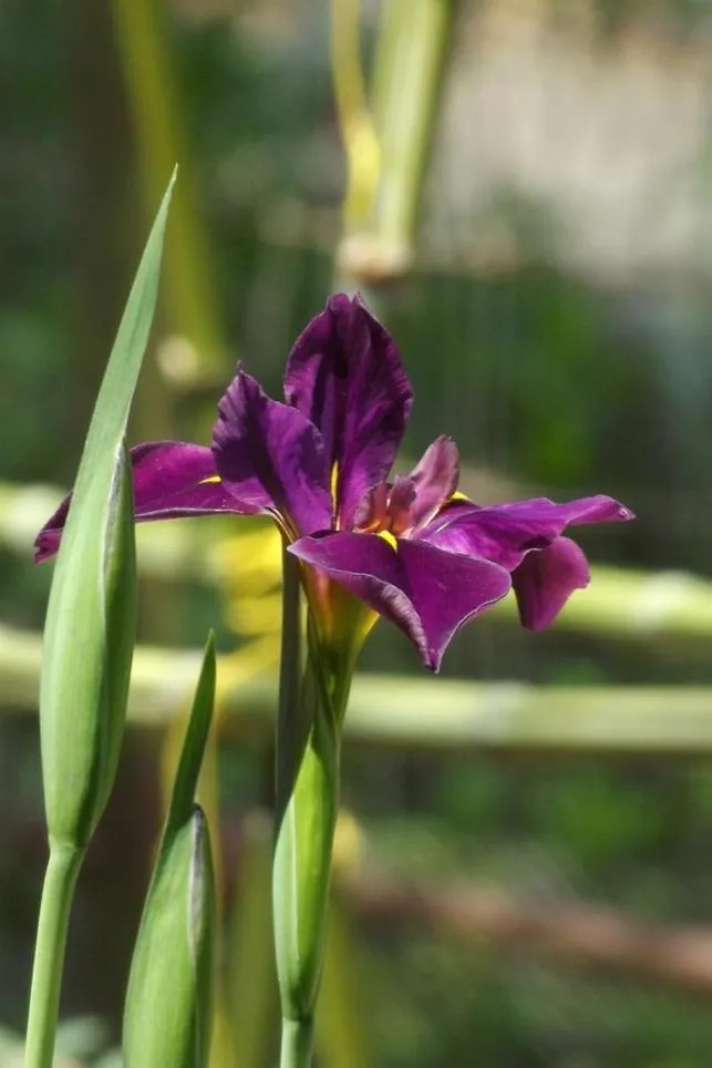Backyard Garden Oasis
