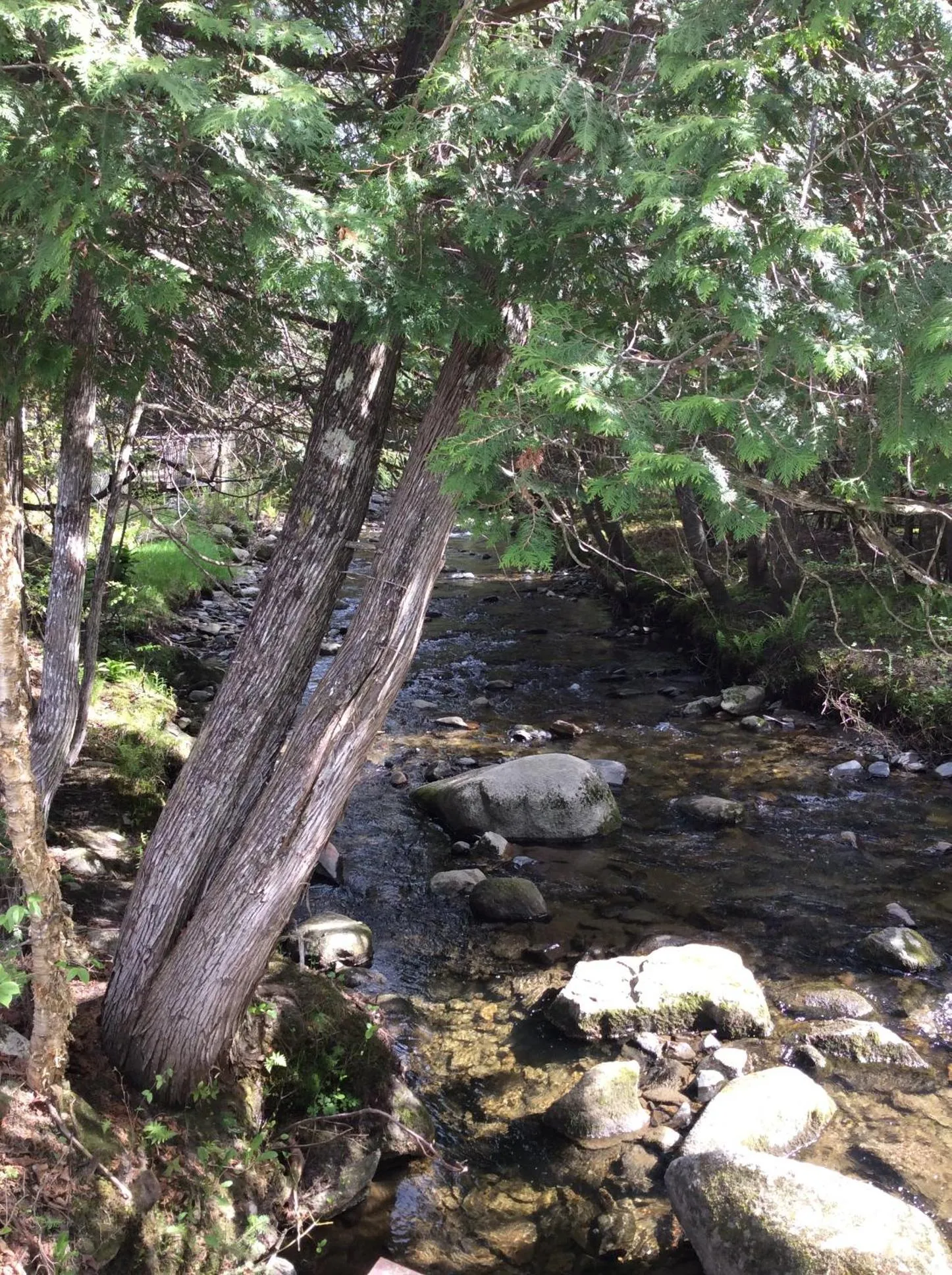 Camping Chalets Spas Pignons Rouges