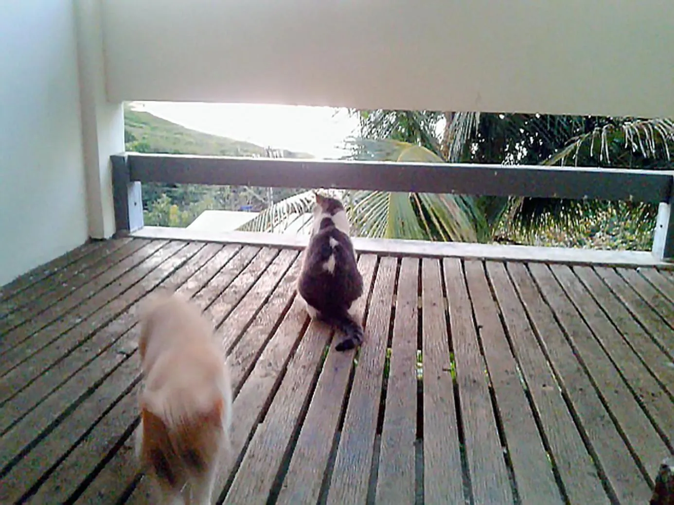 Pets in Casa na praia de Setiba com panorama fantástico