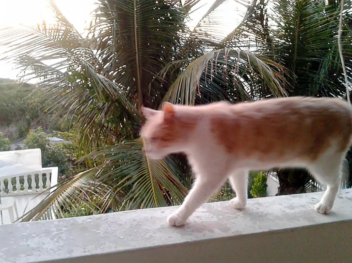 Animals in Casa na praia de Setiba com panorama fantástico