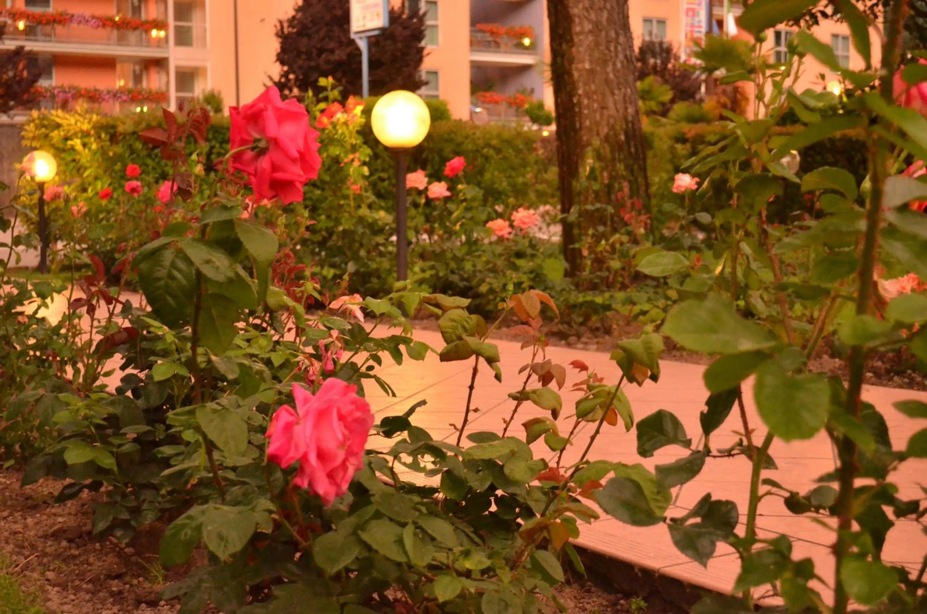 Garden in SunLake Hotel