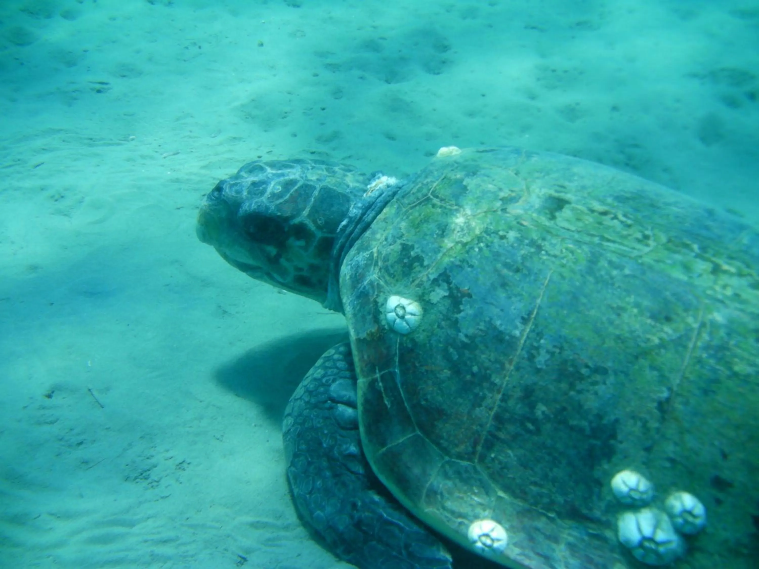 Snorkeling in Vanessa Hotel