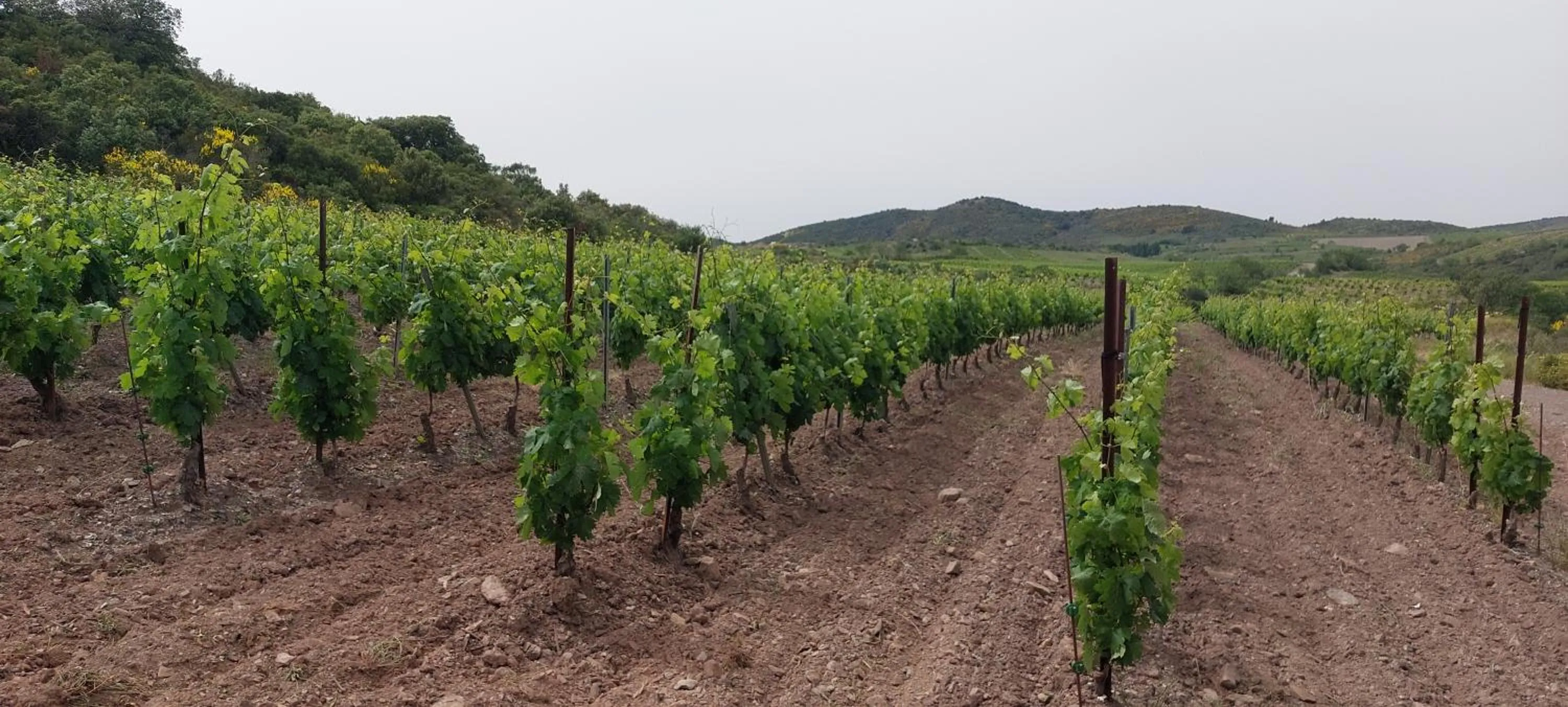 Natural landscape in Mas Montluzia