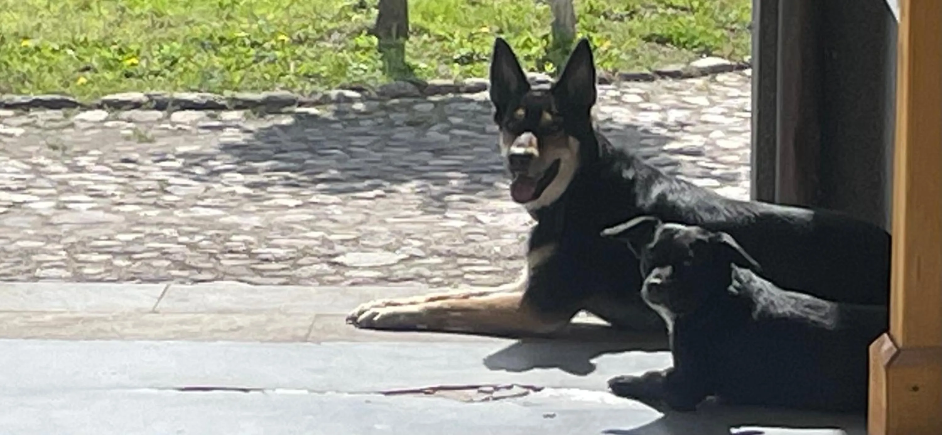 Pets in Pałac SŁONOWICE