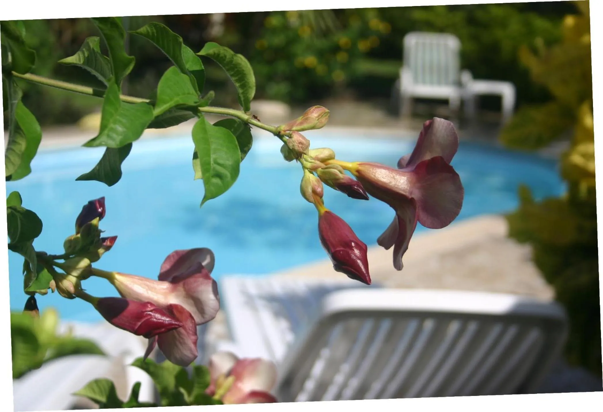 Pool view in Pension De La Plage