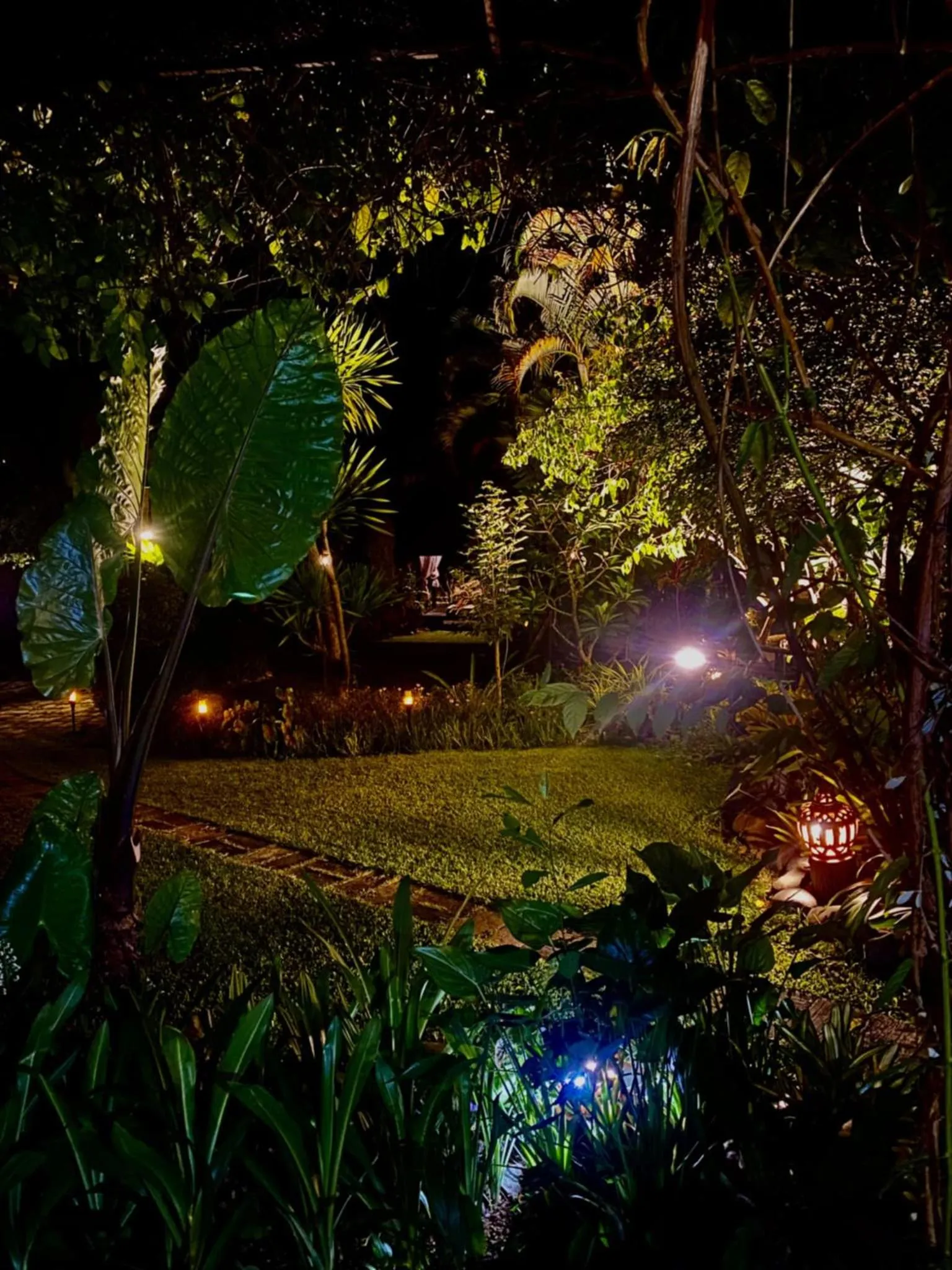 Garden in Homestay Chiangrai