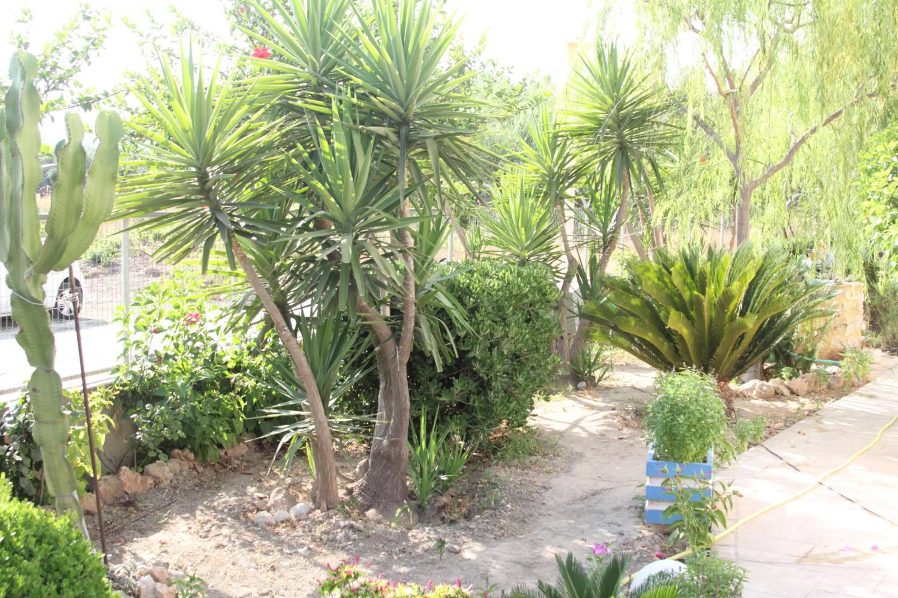 Garden in Paul's Garden Studios