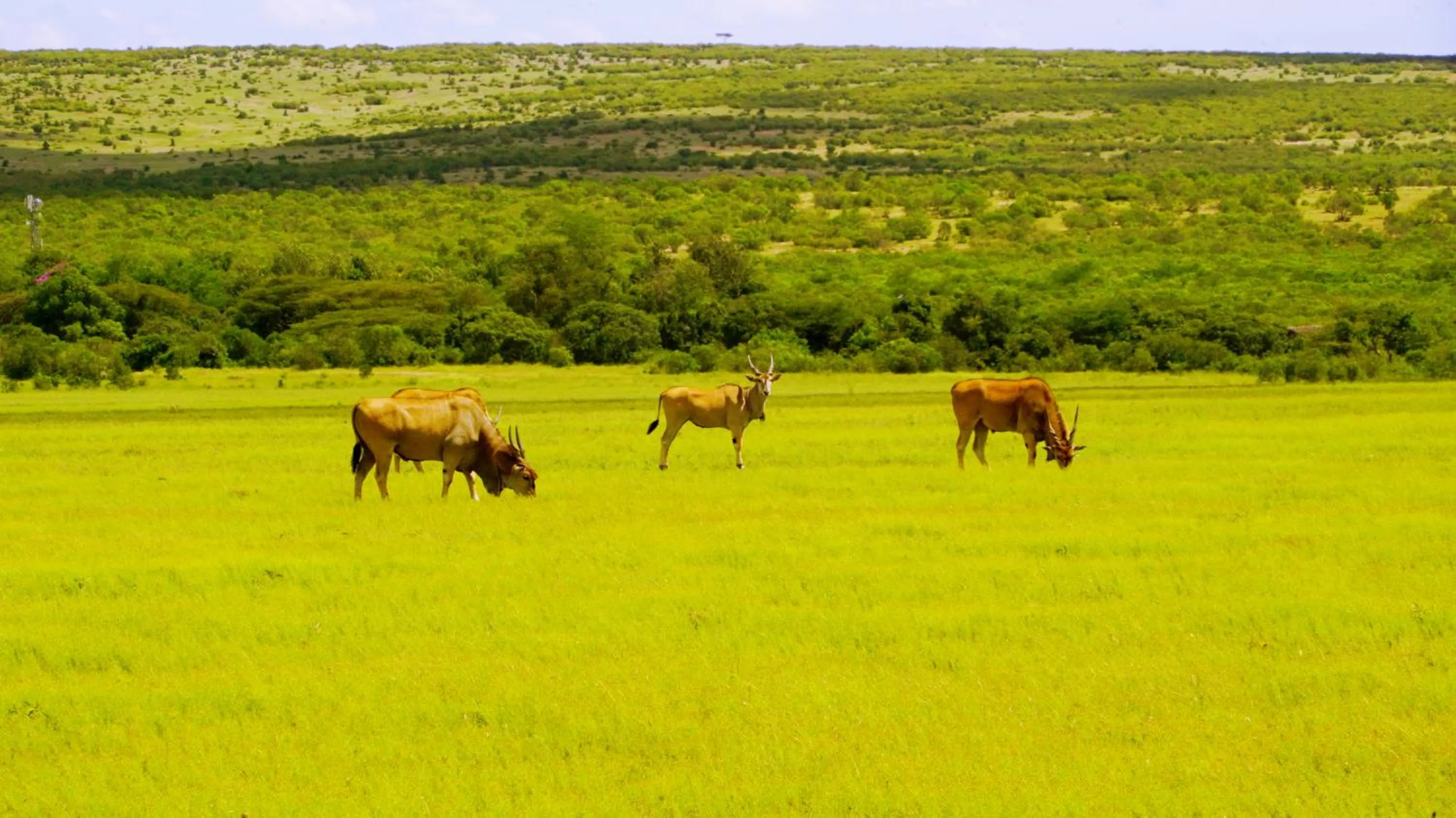 Animals in PrideInn Mara Camp & Cottages
