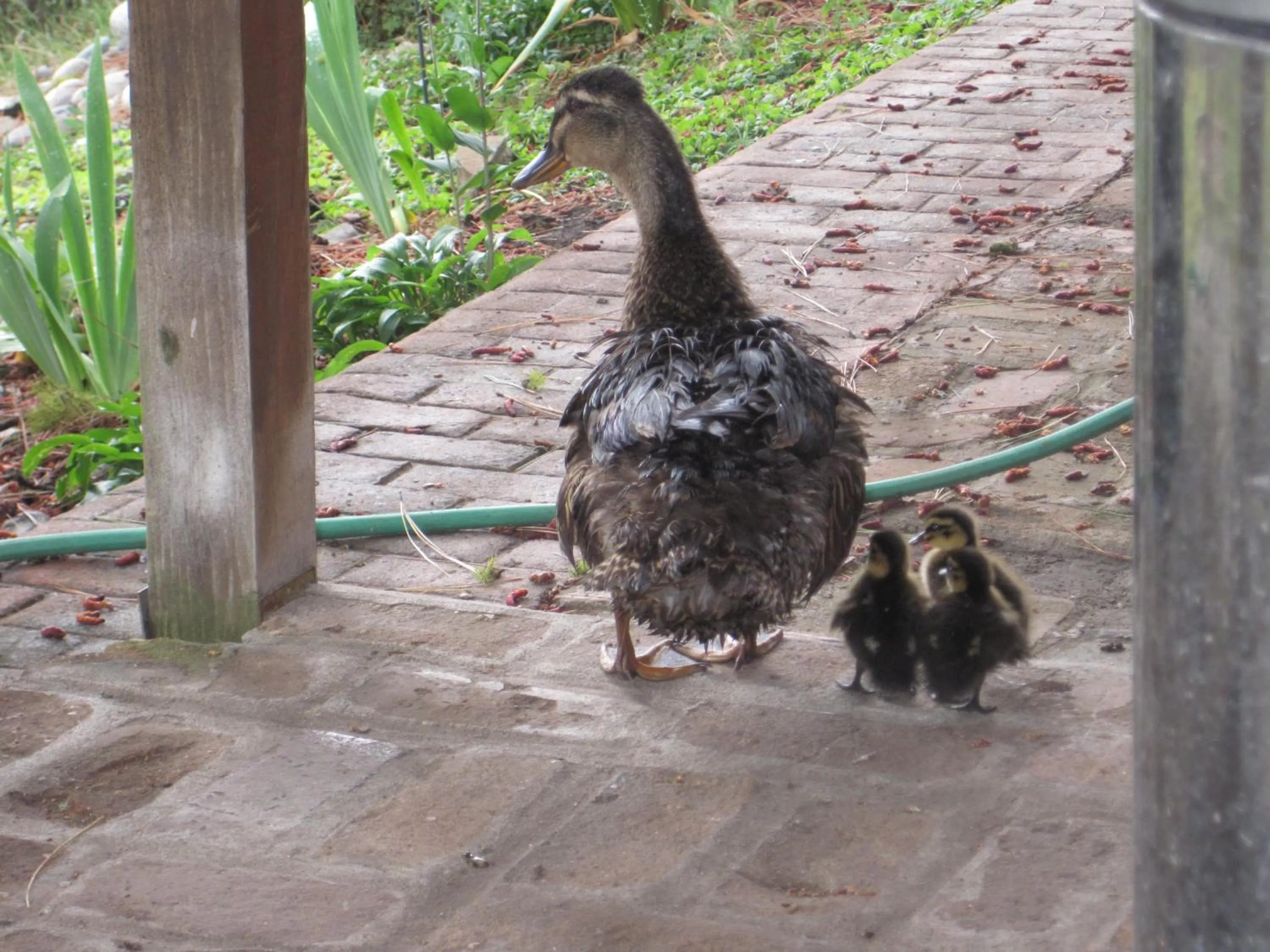 Animals in Whitebird Summit Lodge
