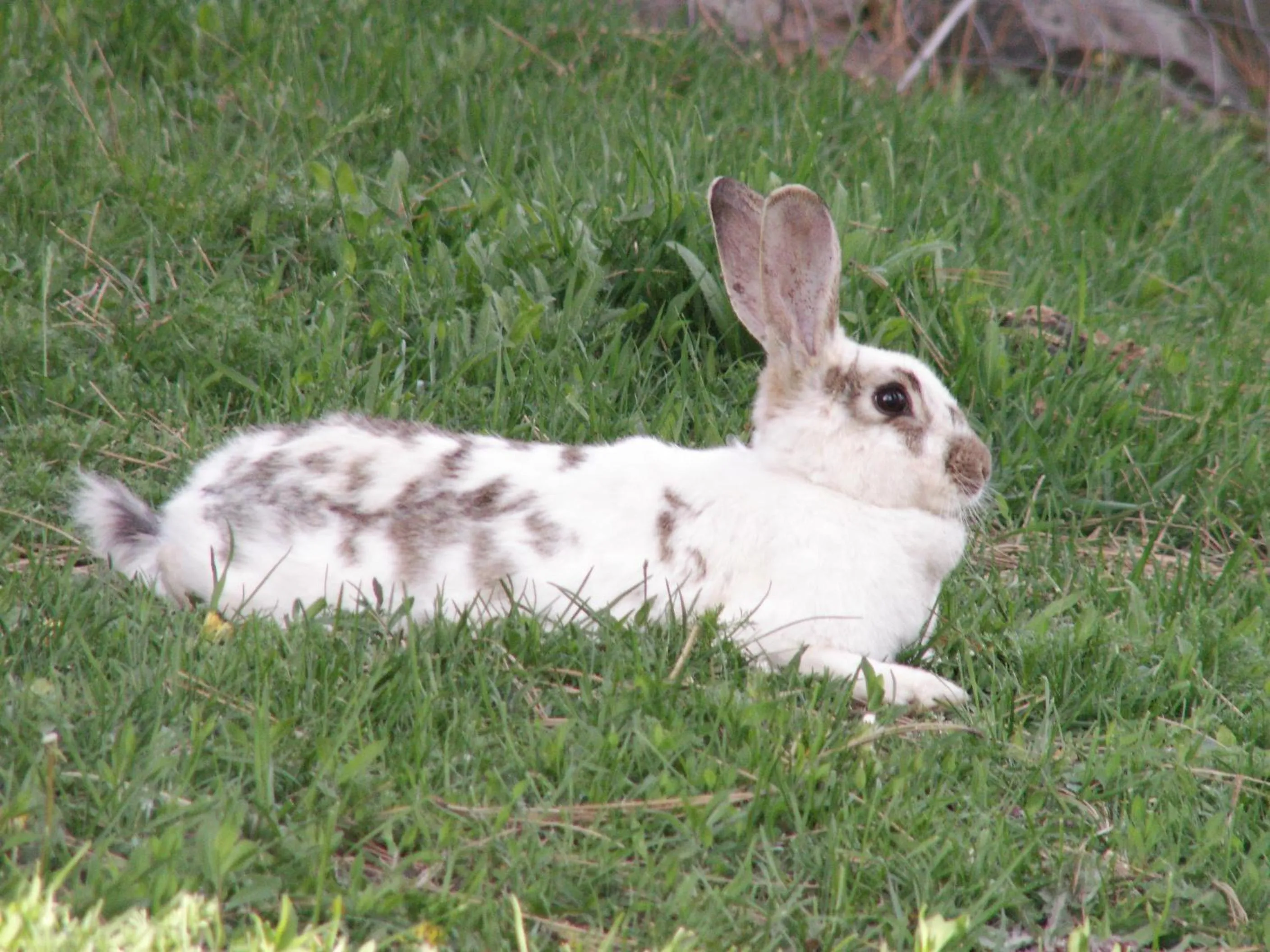 Spring in Whitebird Summit Lodge