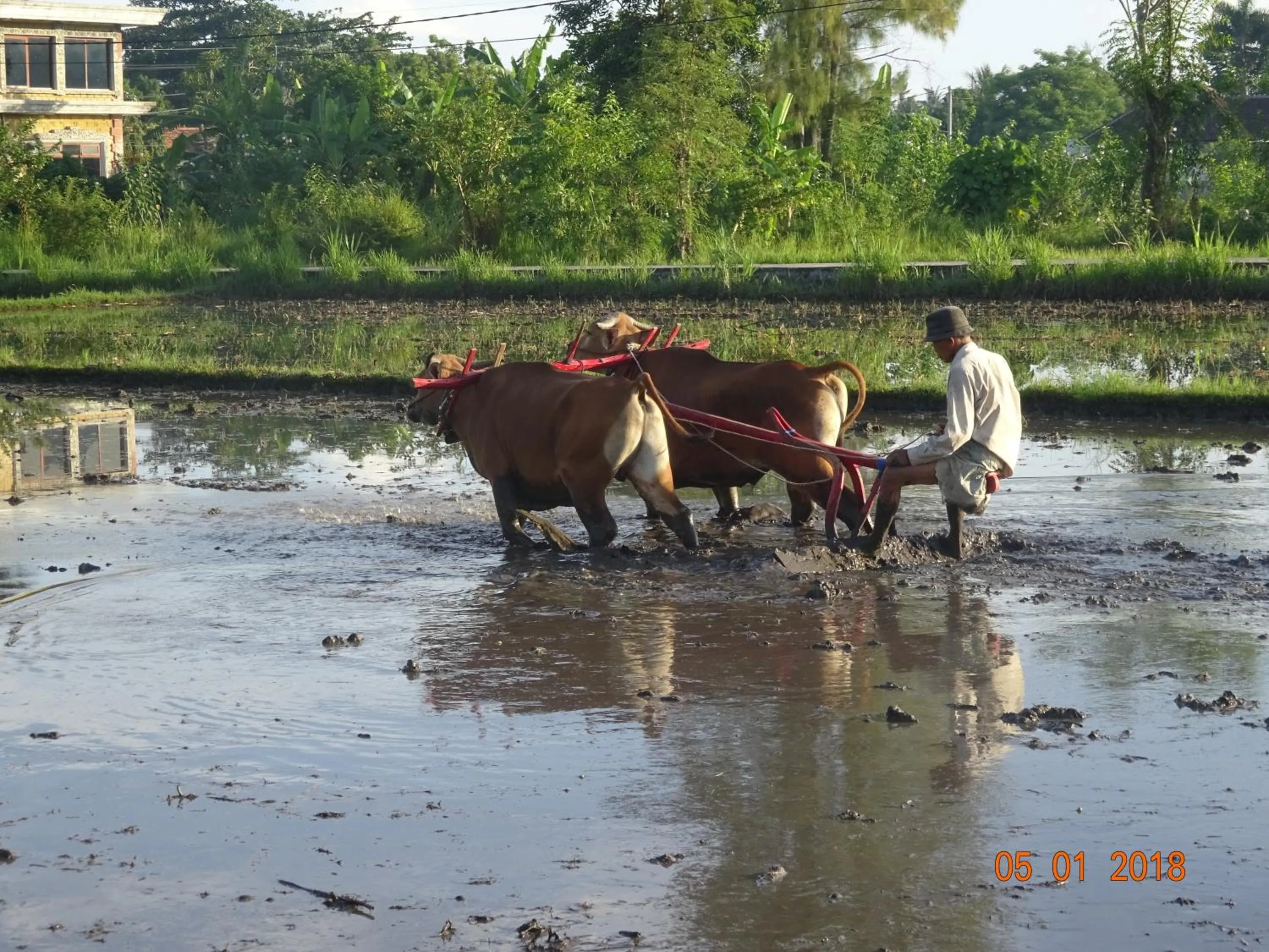 Property building in Murnis Bungalow