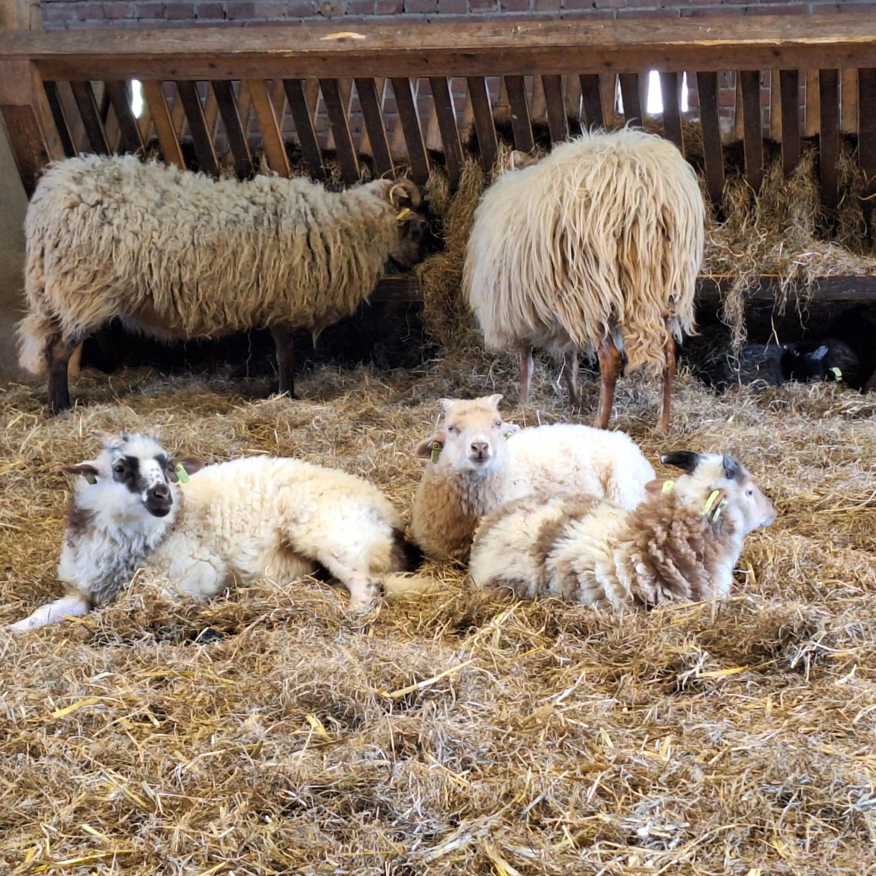 Animals in B&B De Meidoornhof