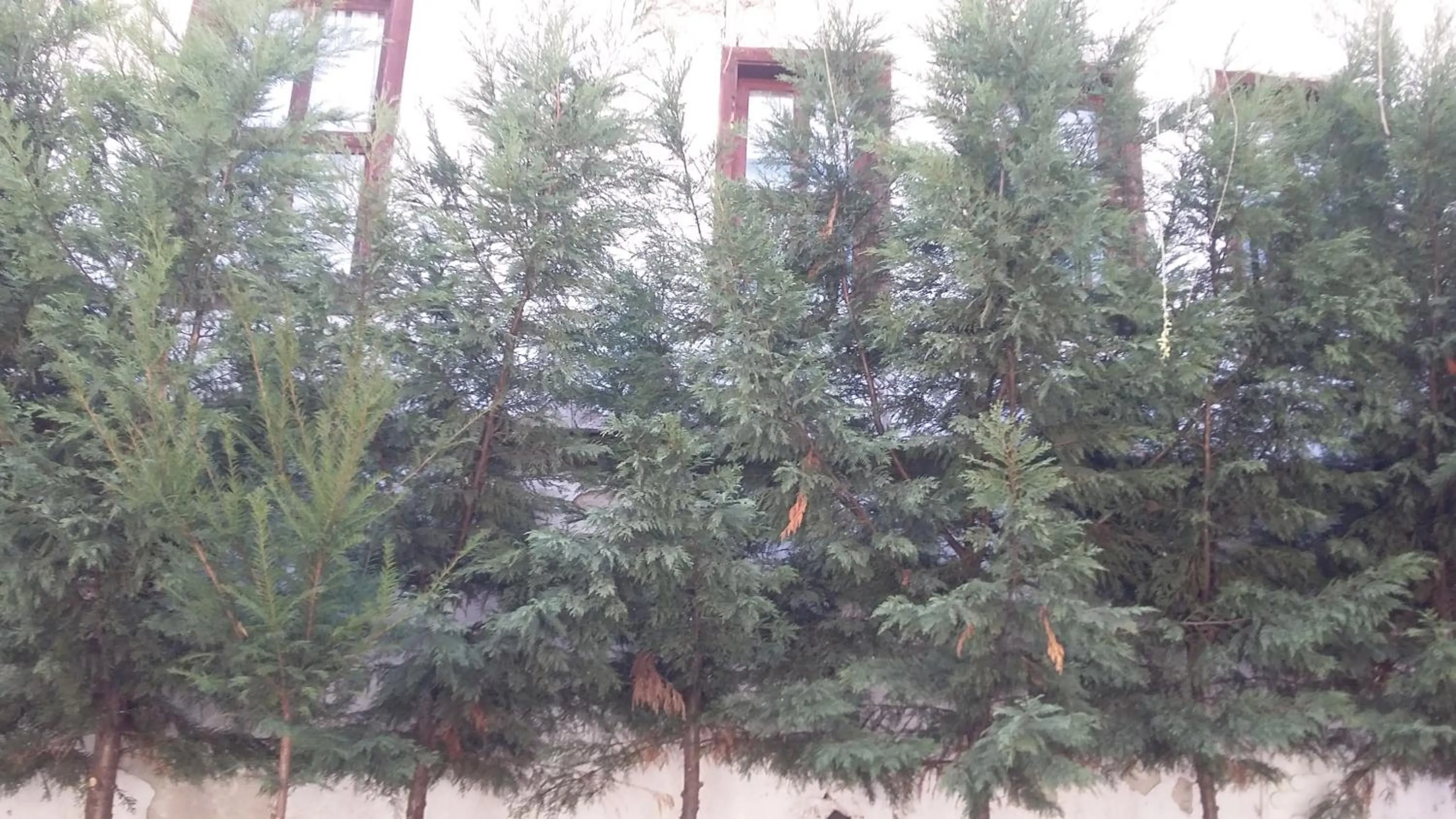 Garden in Nimet Hanım Konağı