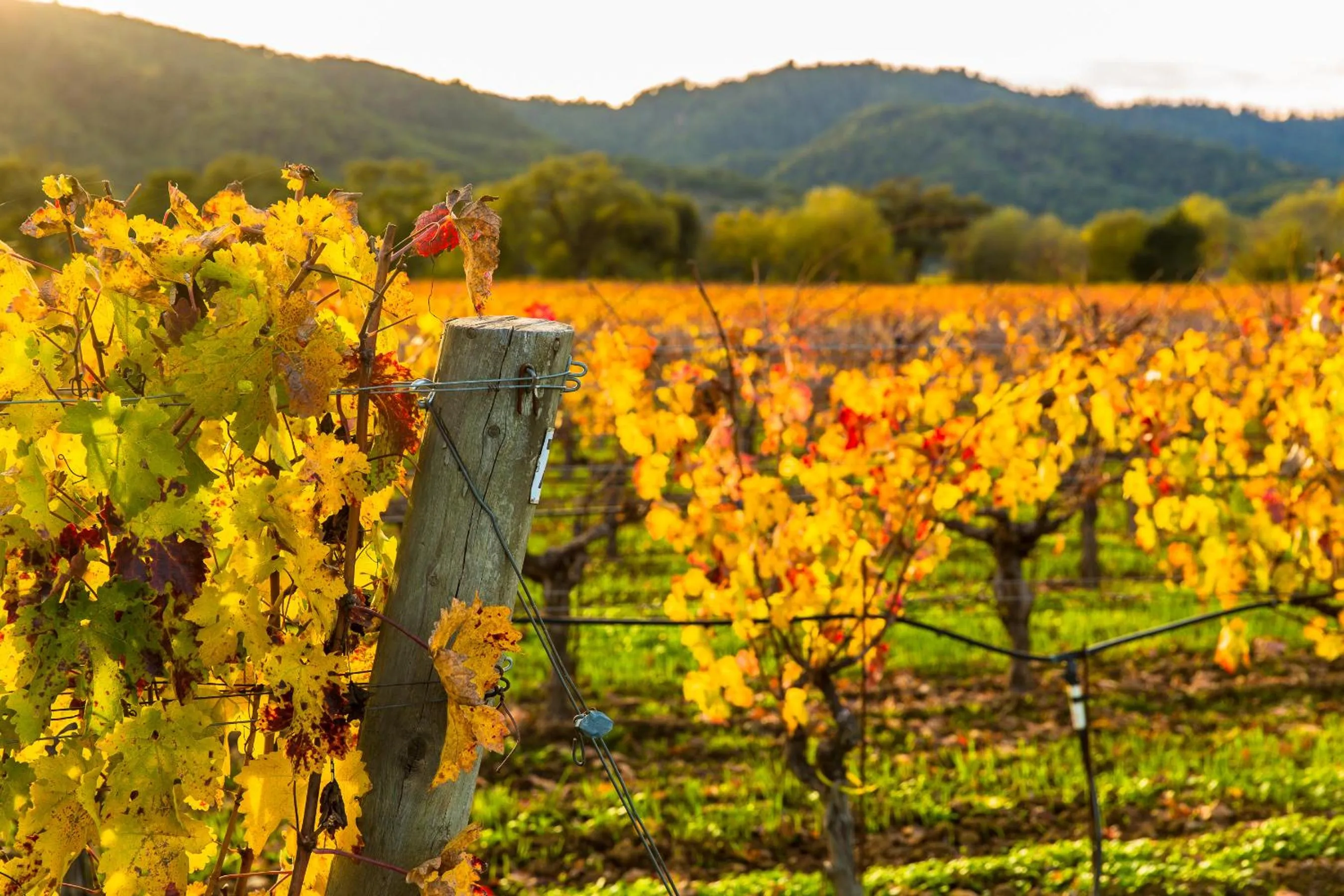 Natural landscape in Inn St Helena