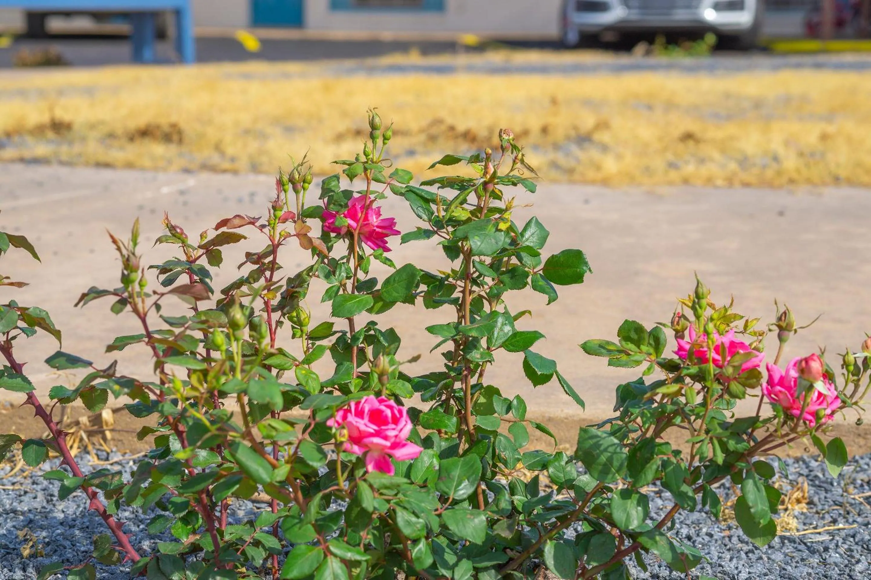 Other in Budget Inn by OYO Frederick US-183