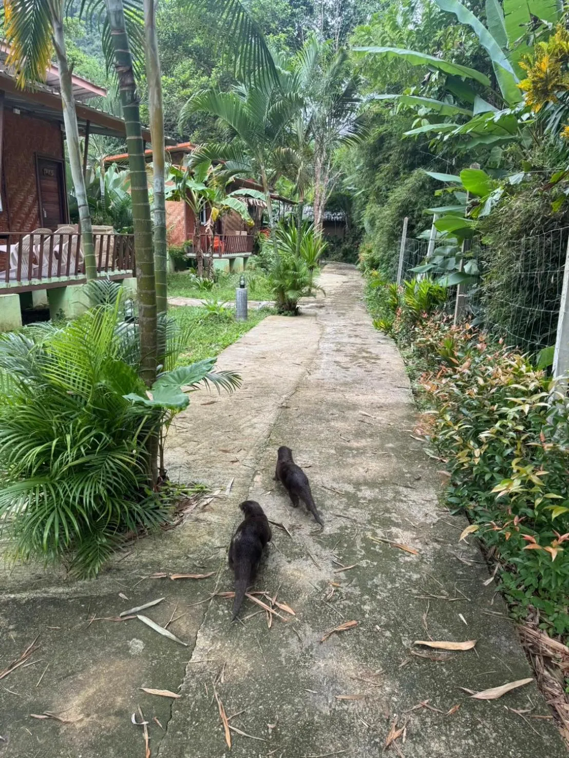 Garden in Khaosok Bamboo Huts Resort