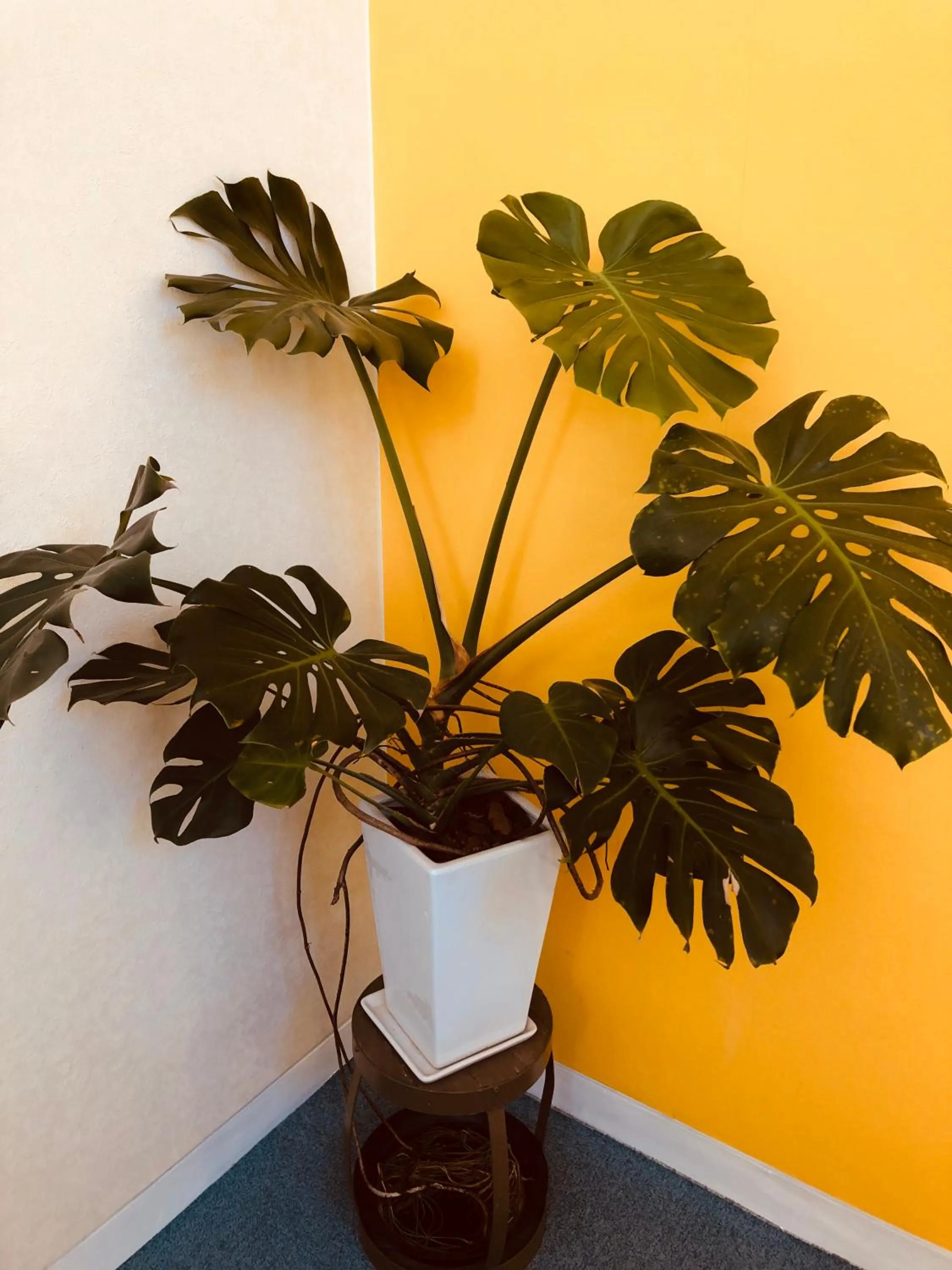 Decorative detail in K's House MtFuji -ケイズハウスMt富士- Travelers Hostel- Lake Kawaguchiko