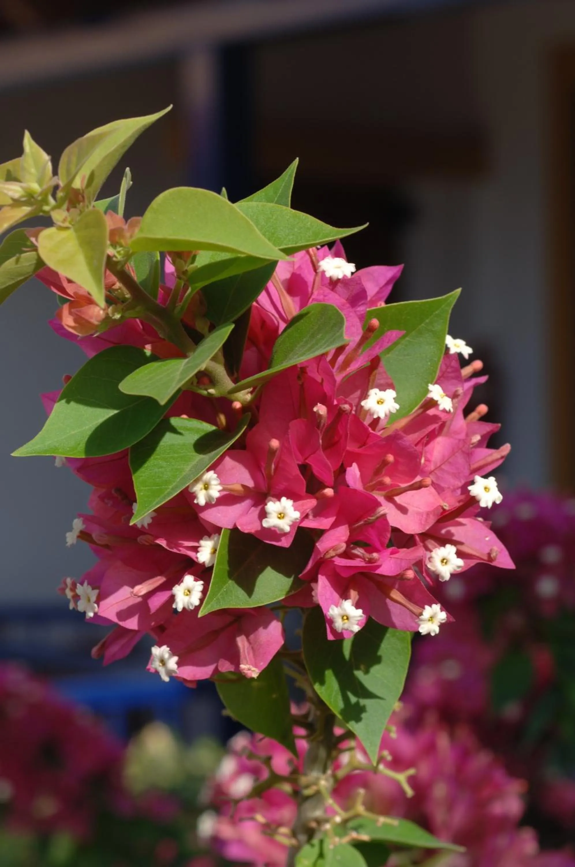 Other in Nakou Village