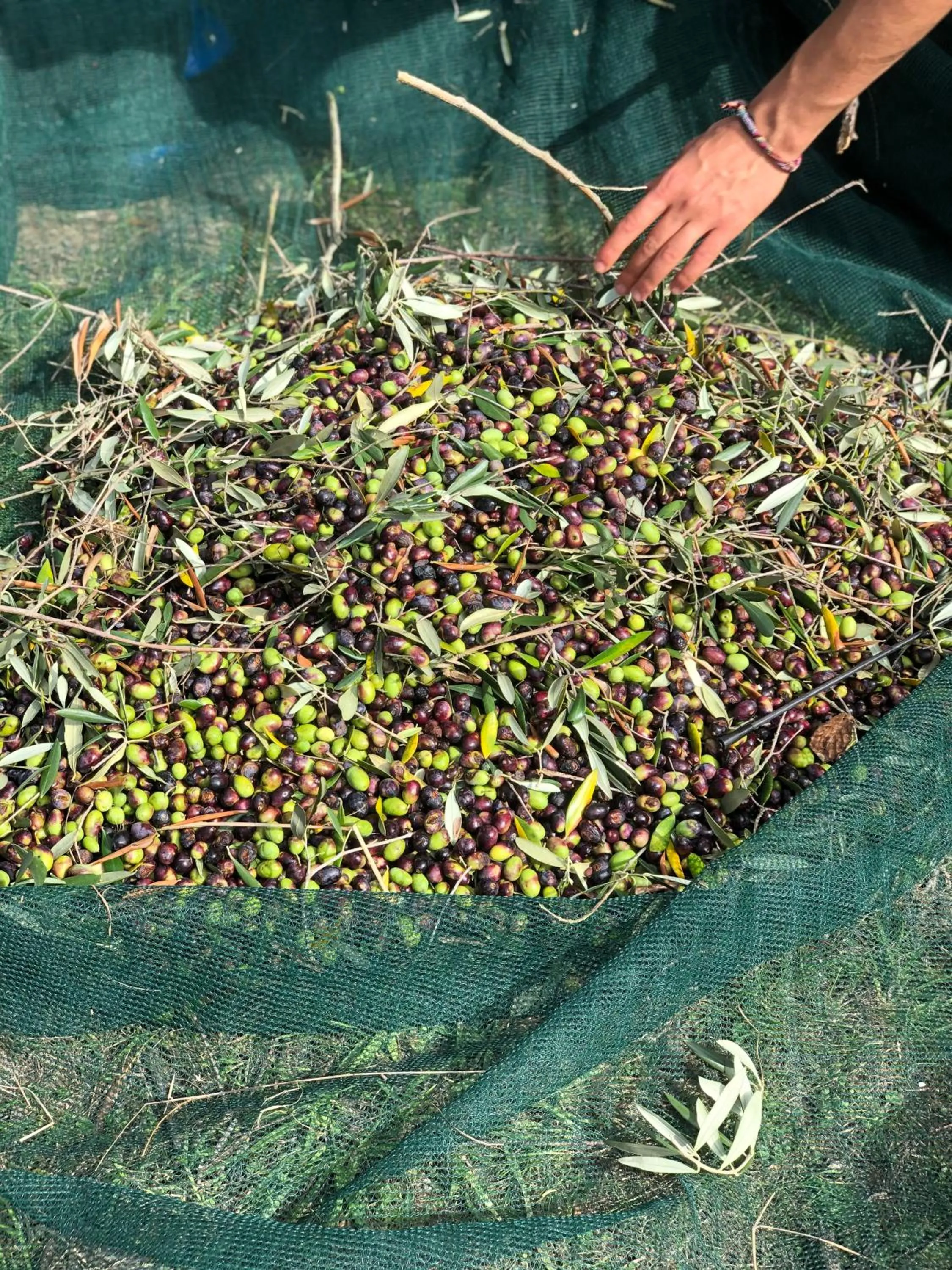 Activities in LaChiusa Tuscany