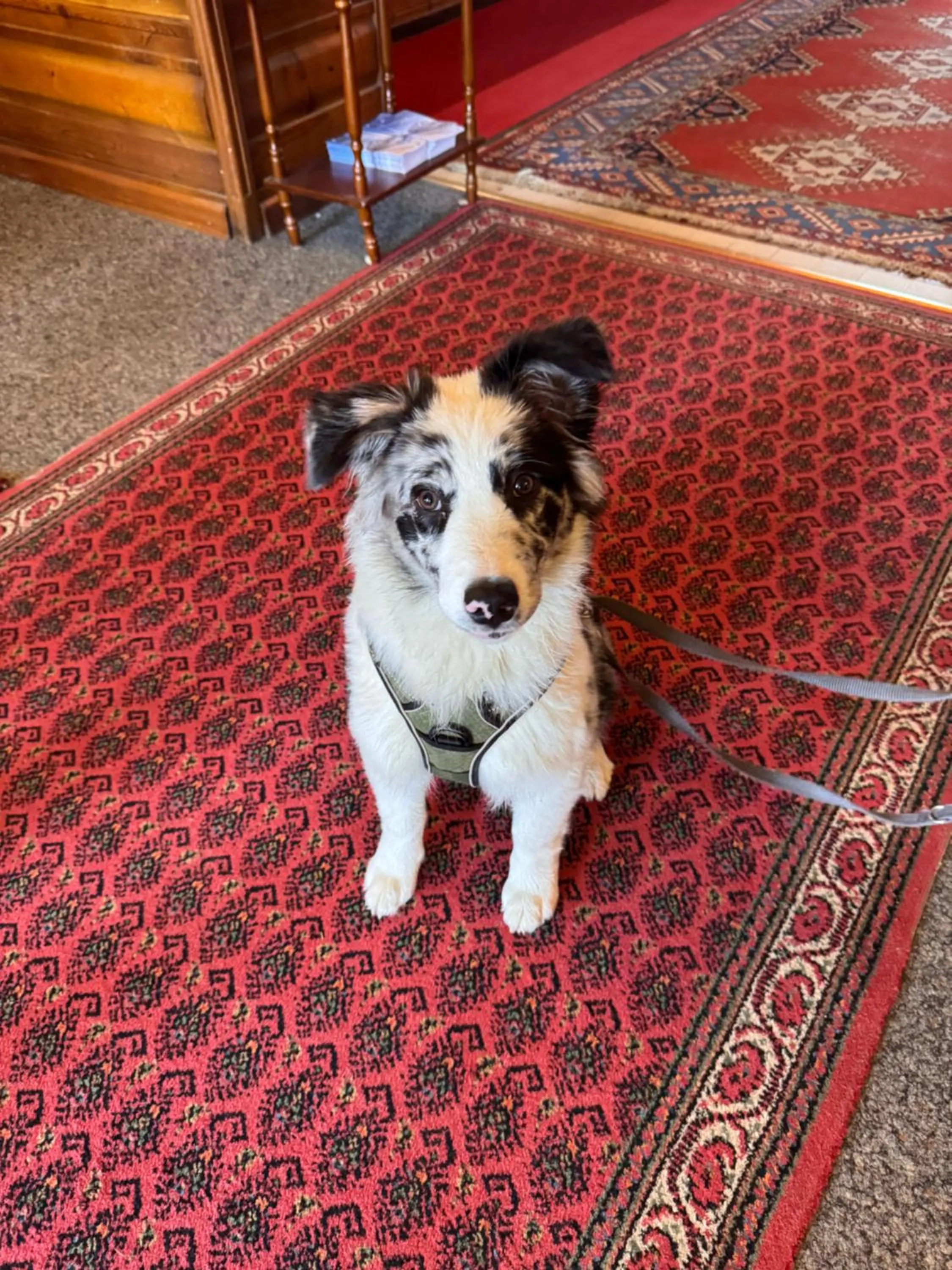 Pets in Grand Hôtel & Kurhaus