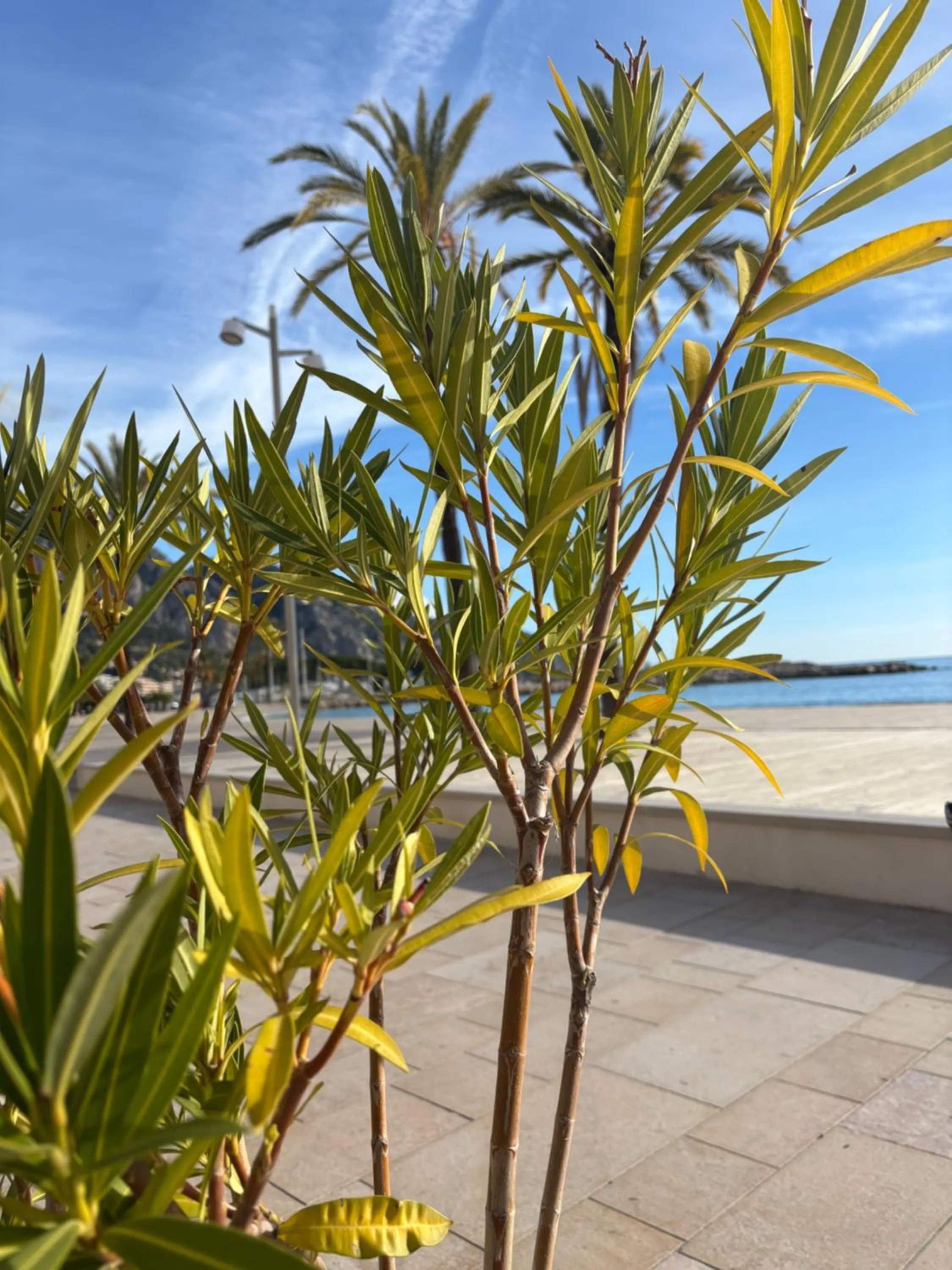 Hotel Vila Ružica- glavna zgrada i depandanse