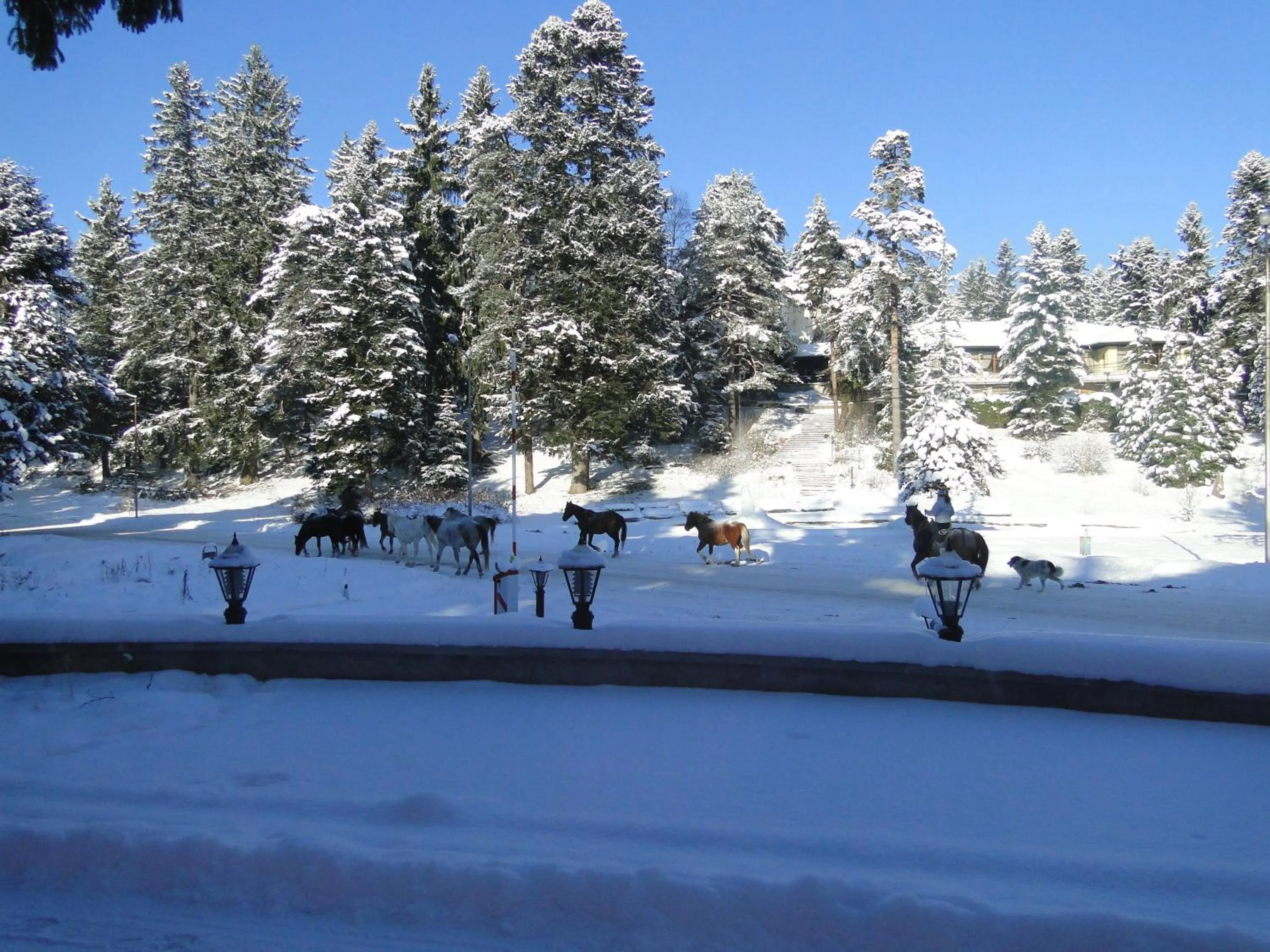 Winter in Apartments Flora-Daisy