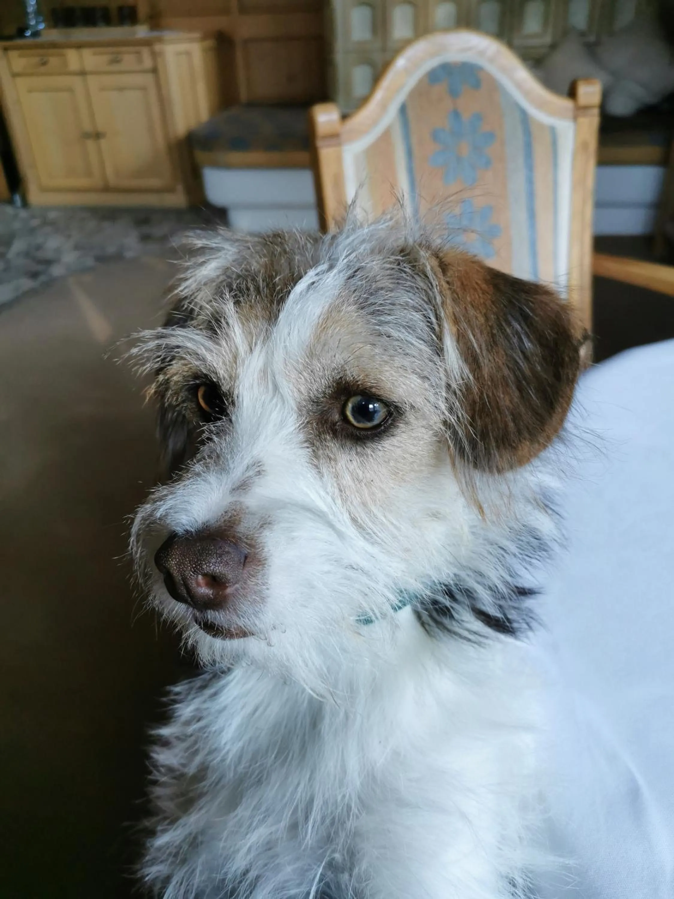 Pets in Hotel Garni Apart TINA