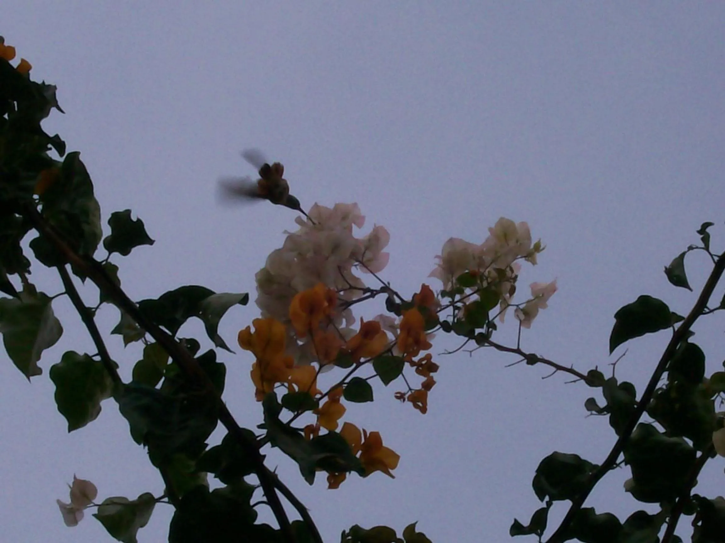 Patio in Hostal Tambo Colorado