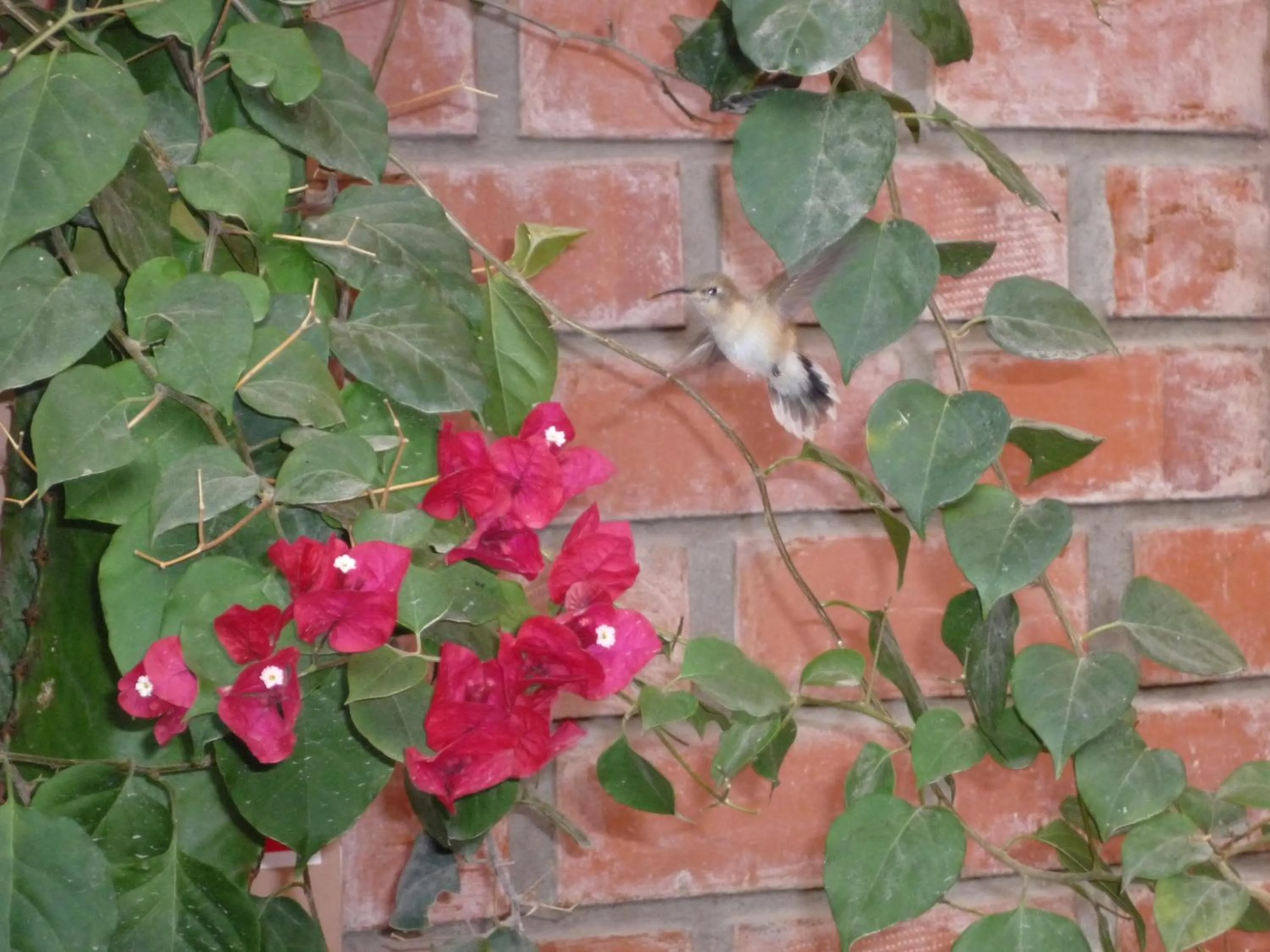 Patio in Hostal Tambo Colorado
