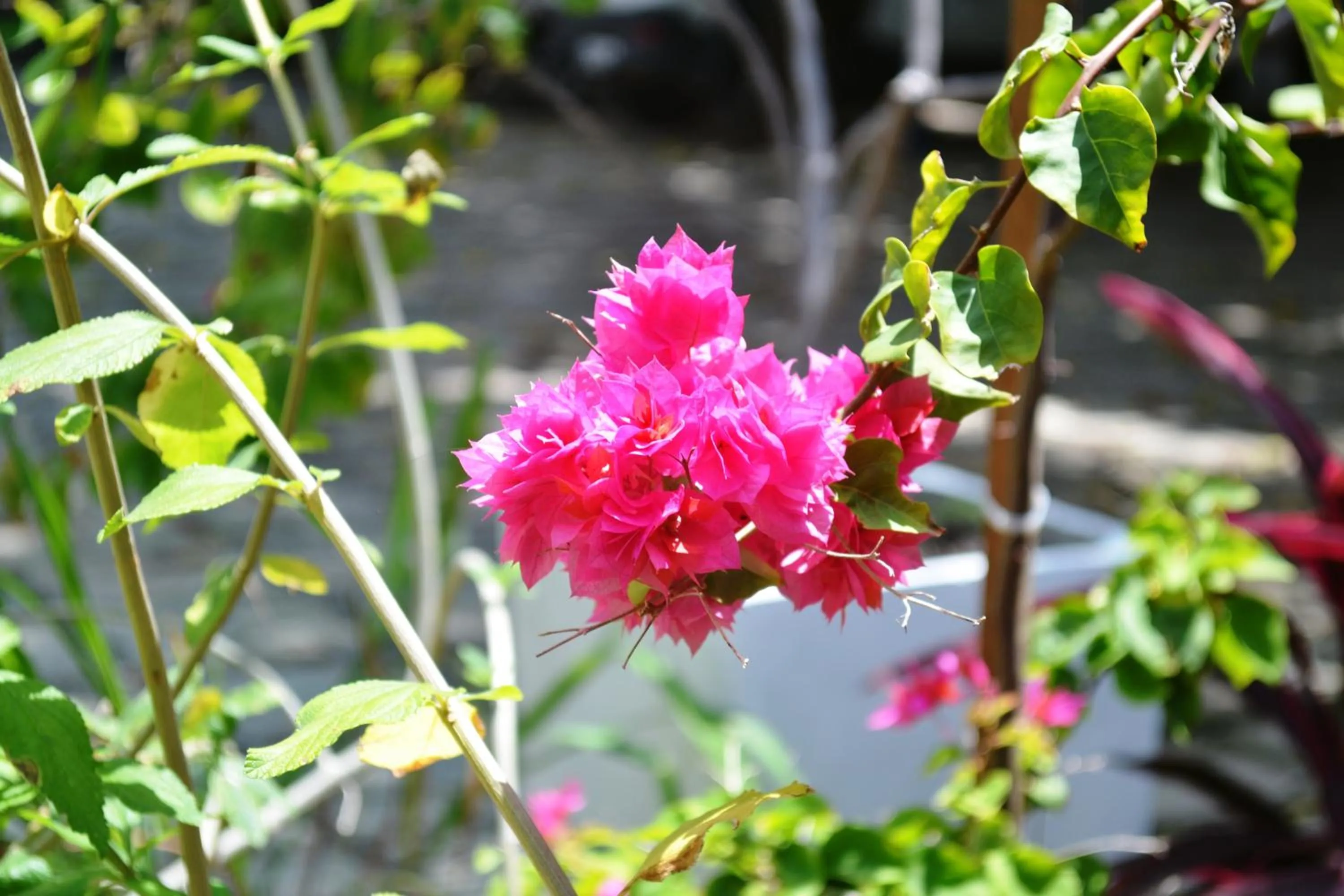 Spring in Jacumã´s Lodge Hotel