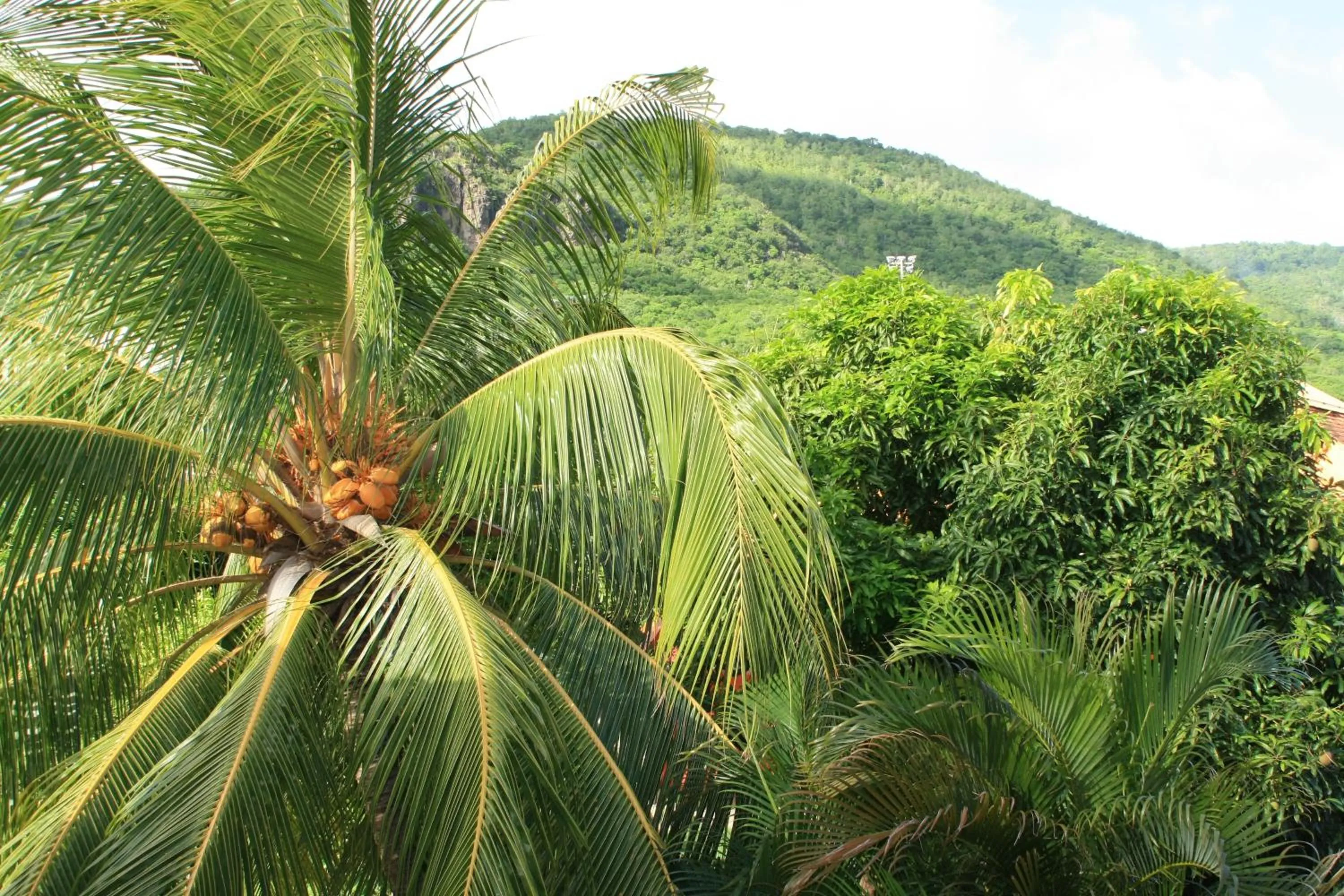 Natural landscape in Résidence Sucrerie Motel - Les Anses-d'Arlets - Martinique