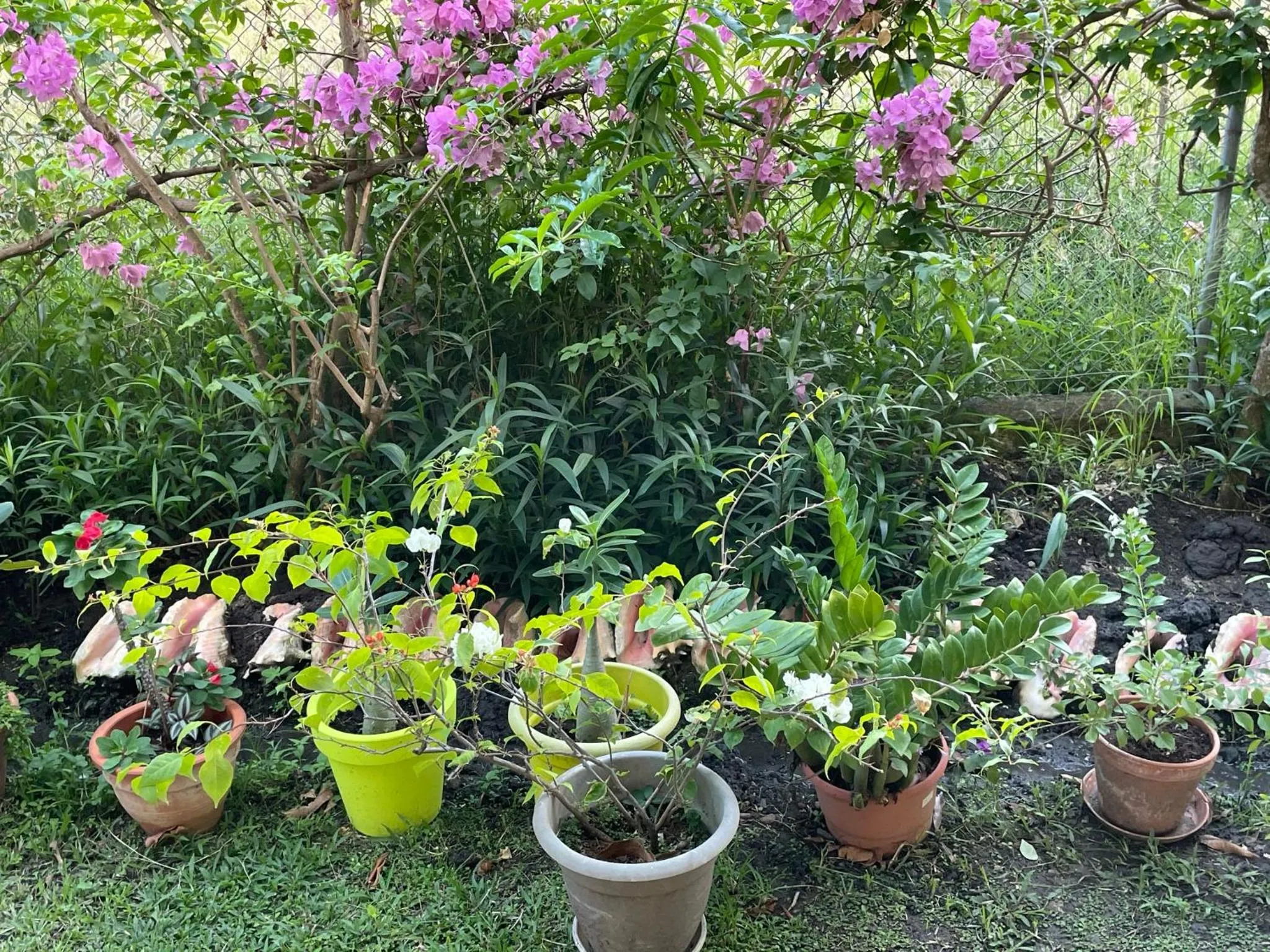 Garden in Résidence Sucrerie Motel - Les Anses-d'Arlets - Martinique