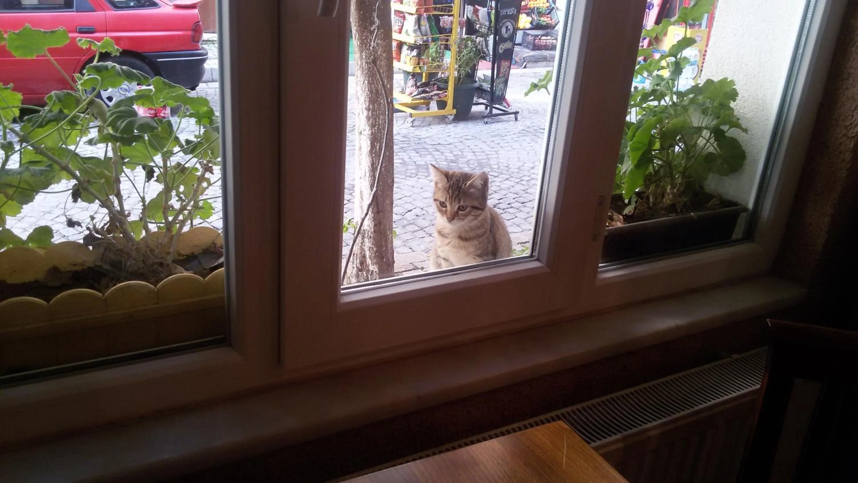 Pets in Hotel Buhara Family Inn