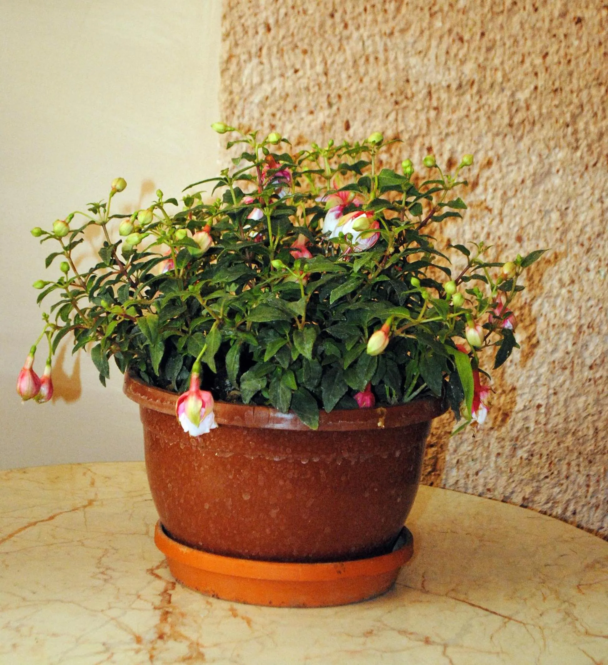 Decorative detail in Hotel Buhara Family Inn