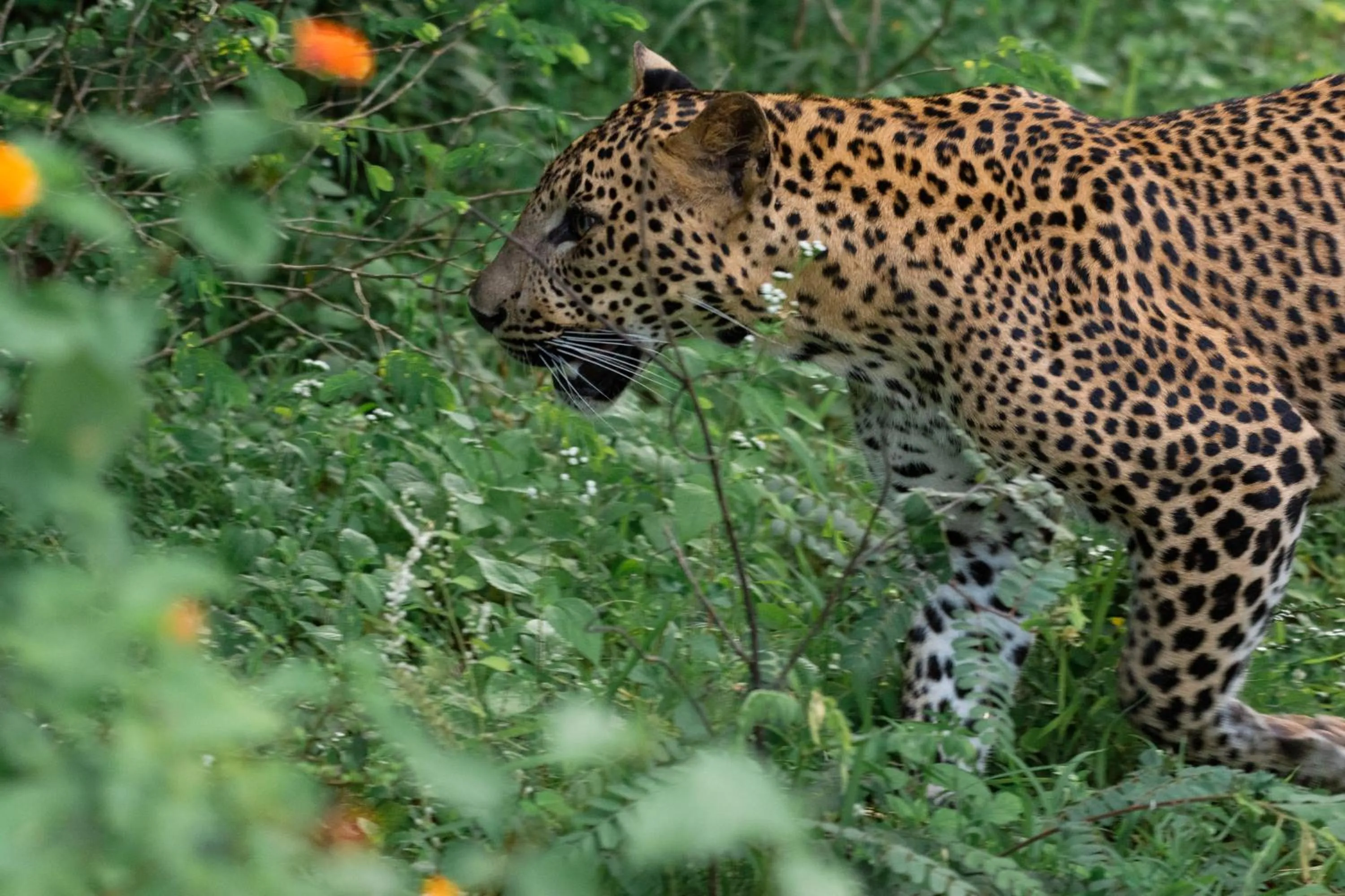Animals in Funky Leopard Safari Lodge Bordering Yala National Park