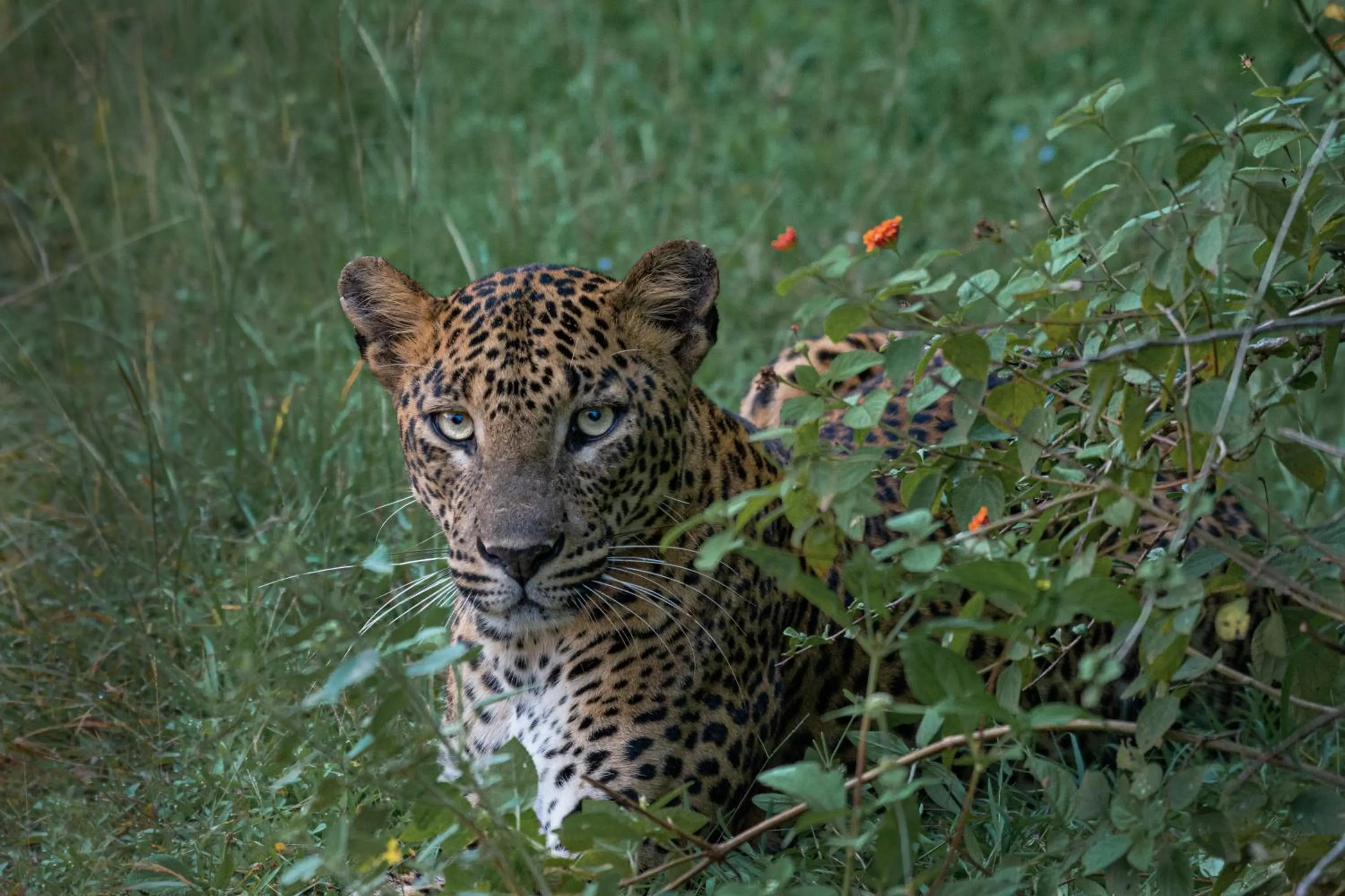 Animals in Funky Leopard Safari Lodge Bordering Yala National Park