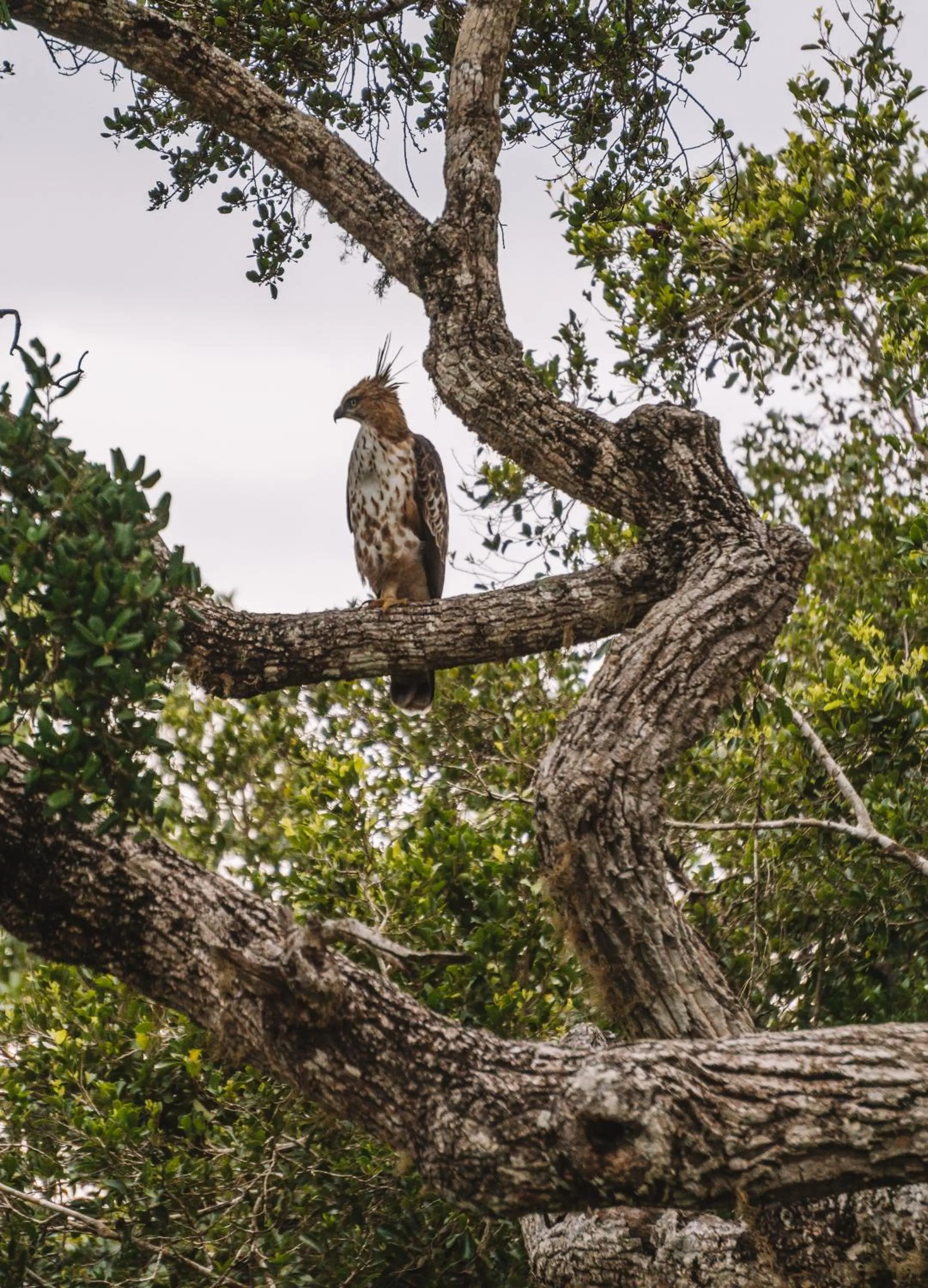 Day in Funky Leopard Safari Lodge Bordering Yala National Park